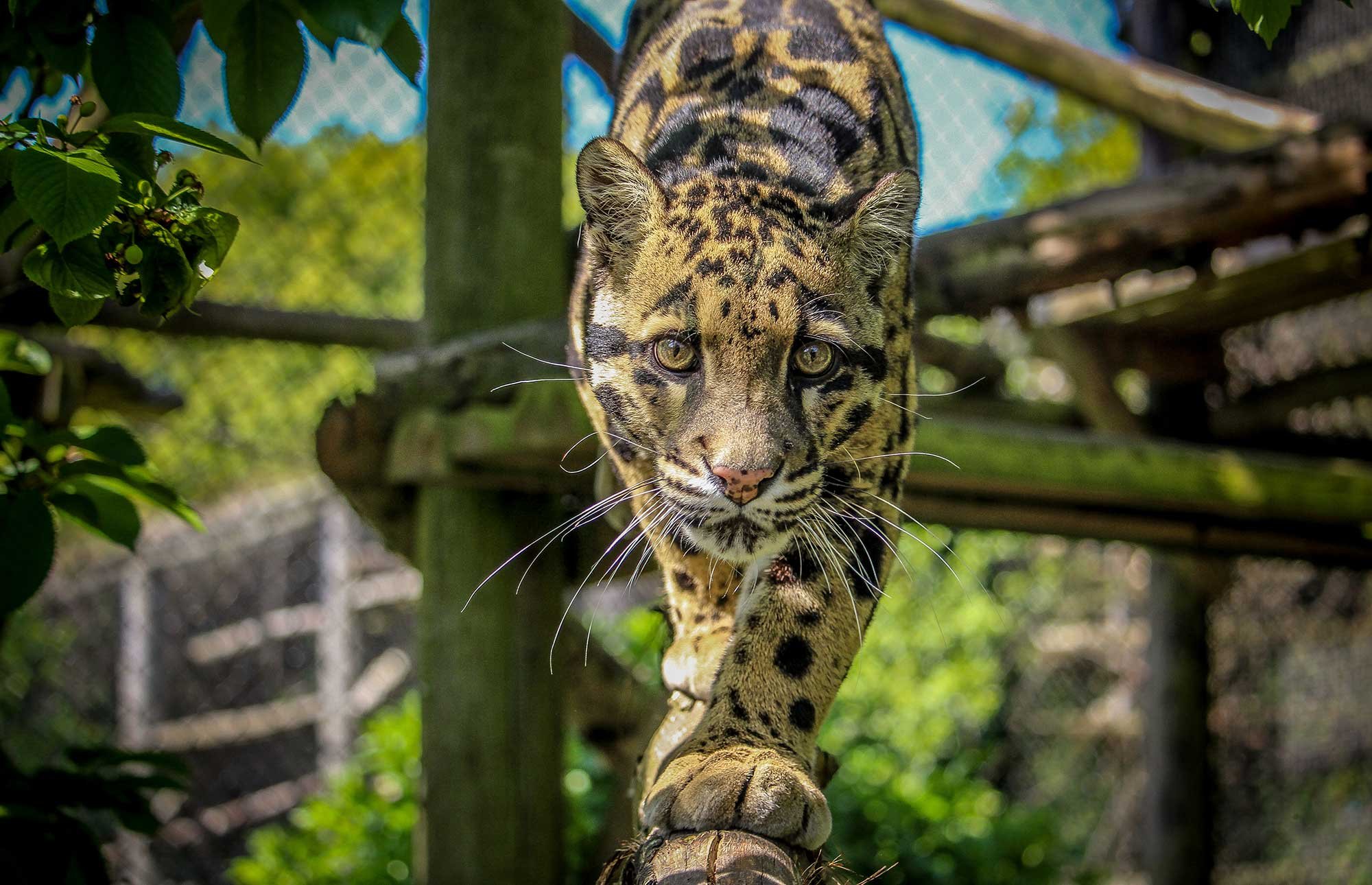 Creature Feature - Clouded Leopard