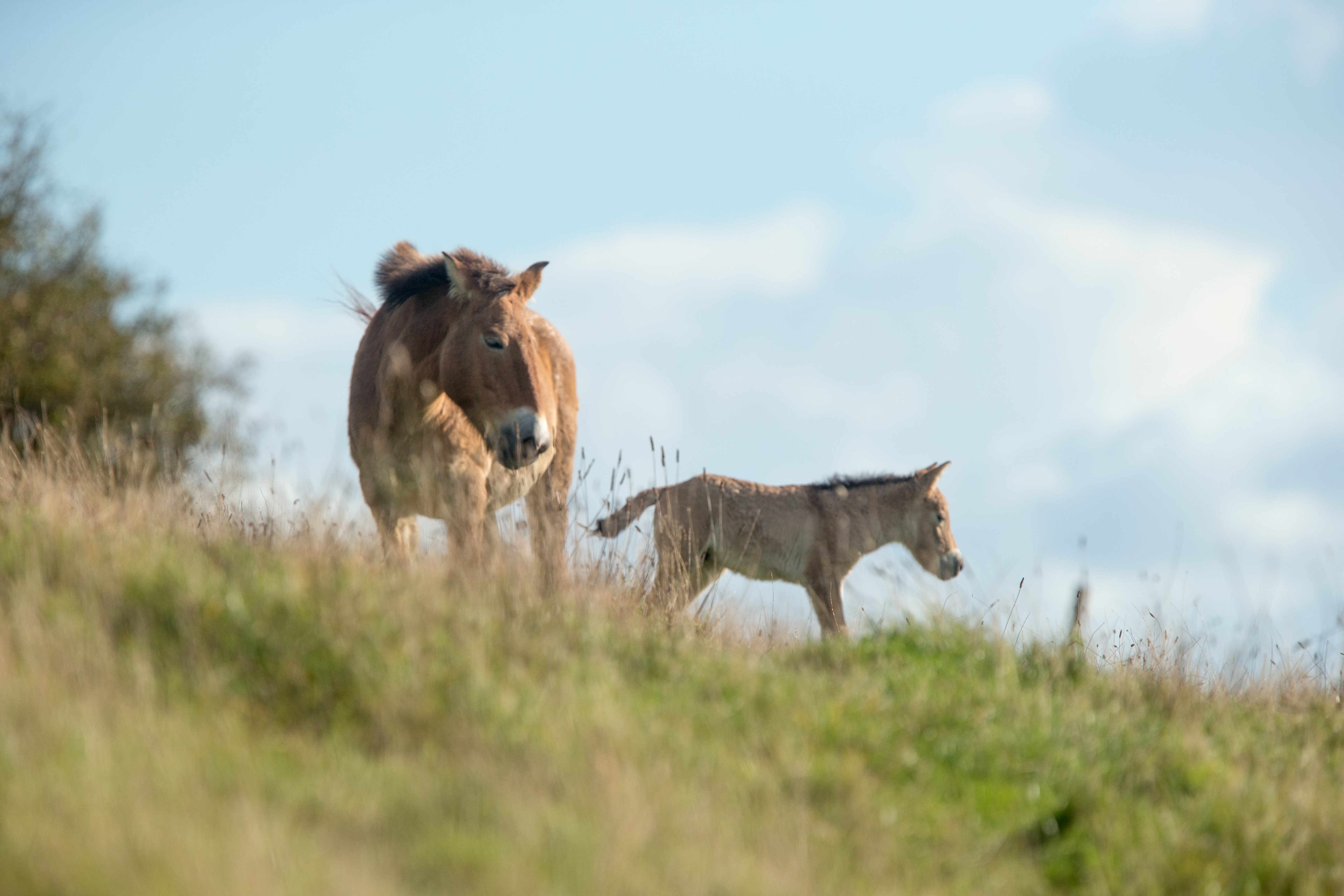 ANIMAL-GALLERY_Przewalski-Horse_2