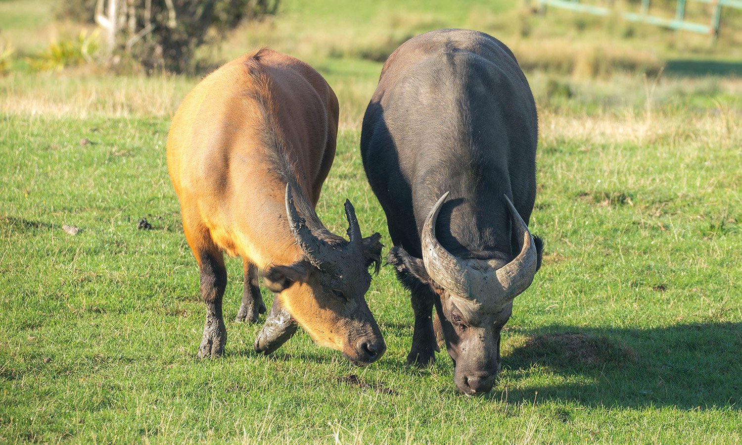 Dwarf-Forest-Buffalo_D7T9488_Kelly-Donald_SMALL