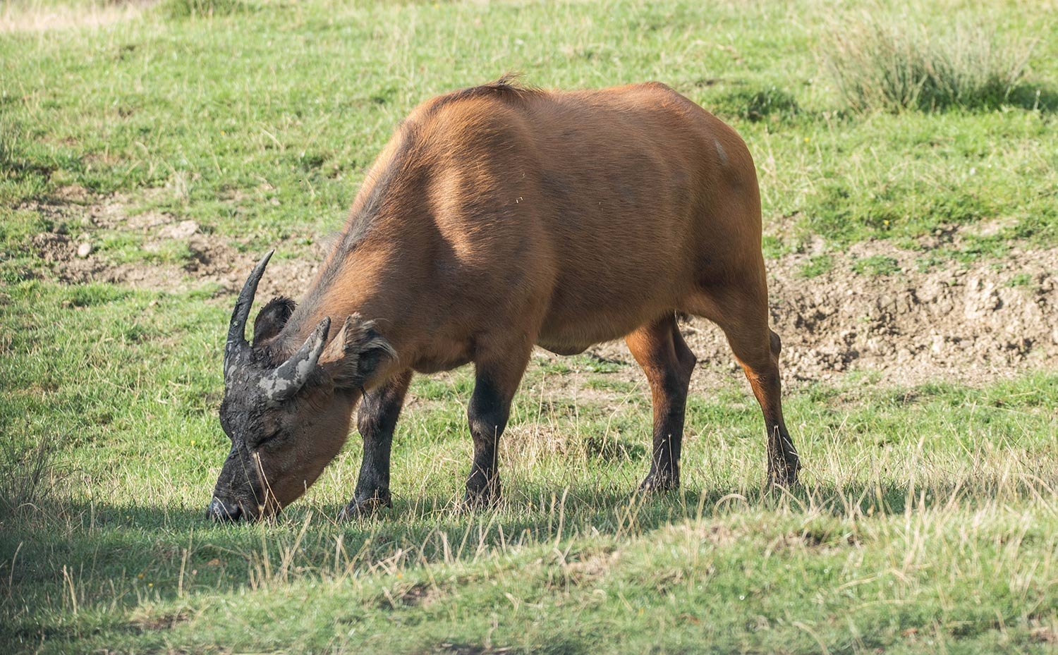 Dwarf-Forest-Buffalo_D7T9578_KELLY_SMALL