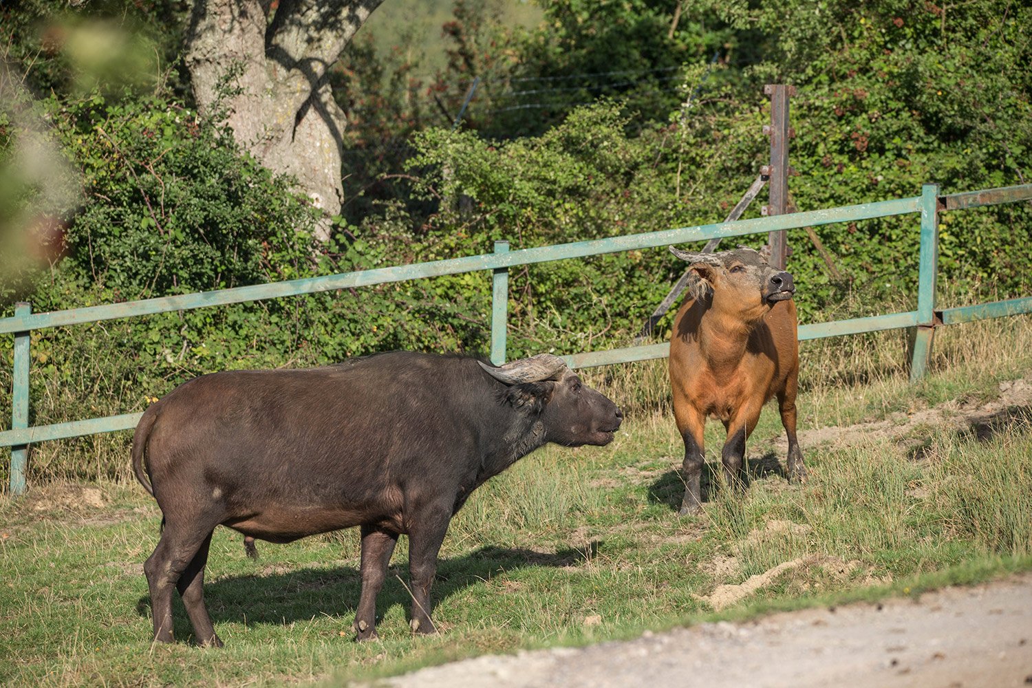 Dwarf-Forest-Buffalo_D7T9606_Donald-Kelly_SMALL