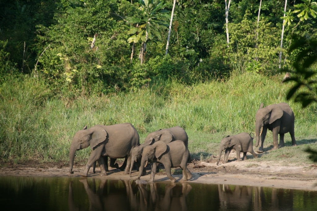 Forest elephants 4 c The Aspinall Foundation