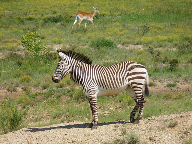 SMALL_MOUNTAIN-ZEBRA_hartmanns-4794305_1920