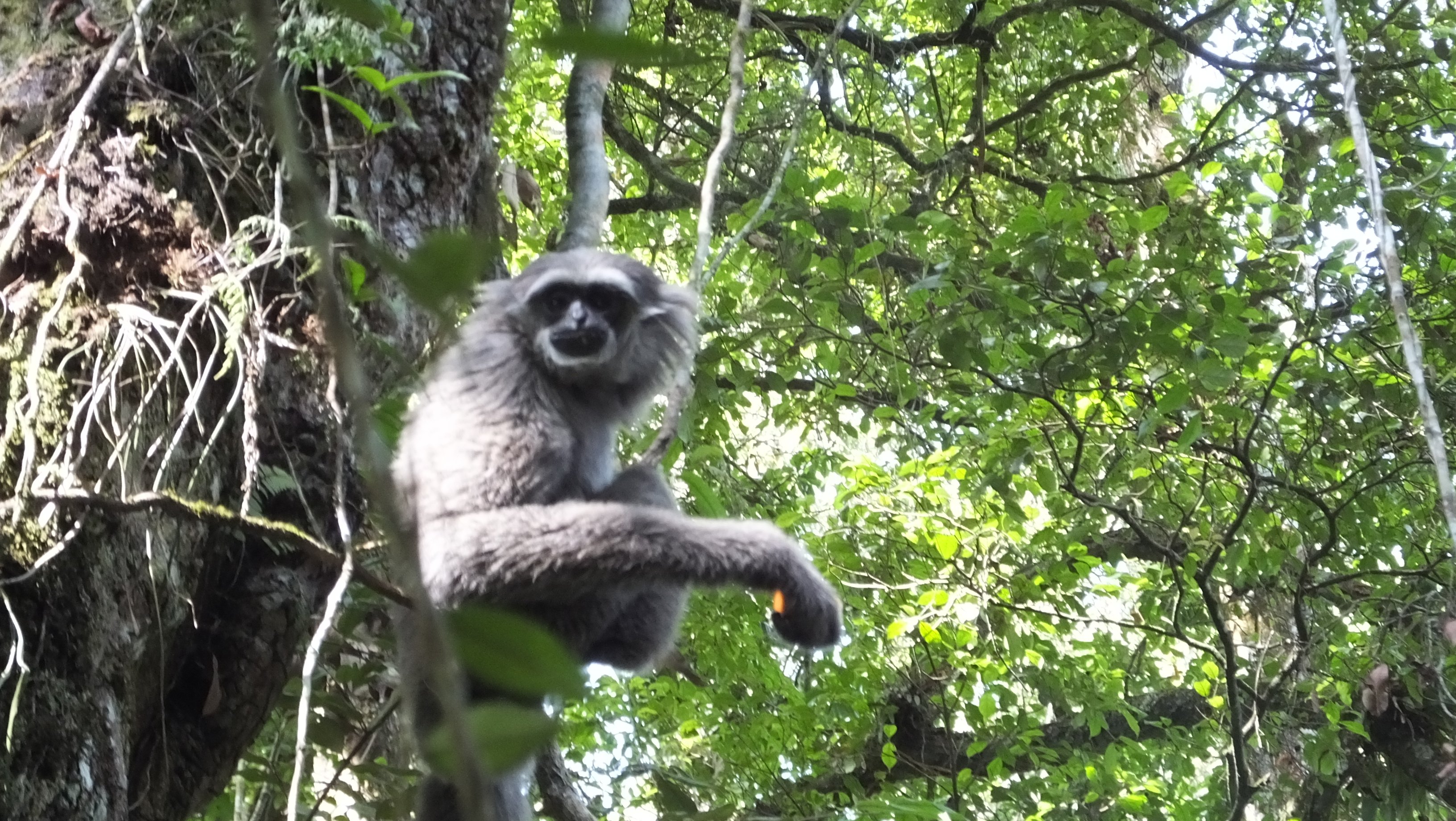 2020A-156 Java Cheri, our first released gibbon living wild The Aspinall Foundation