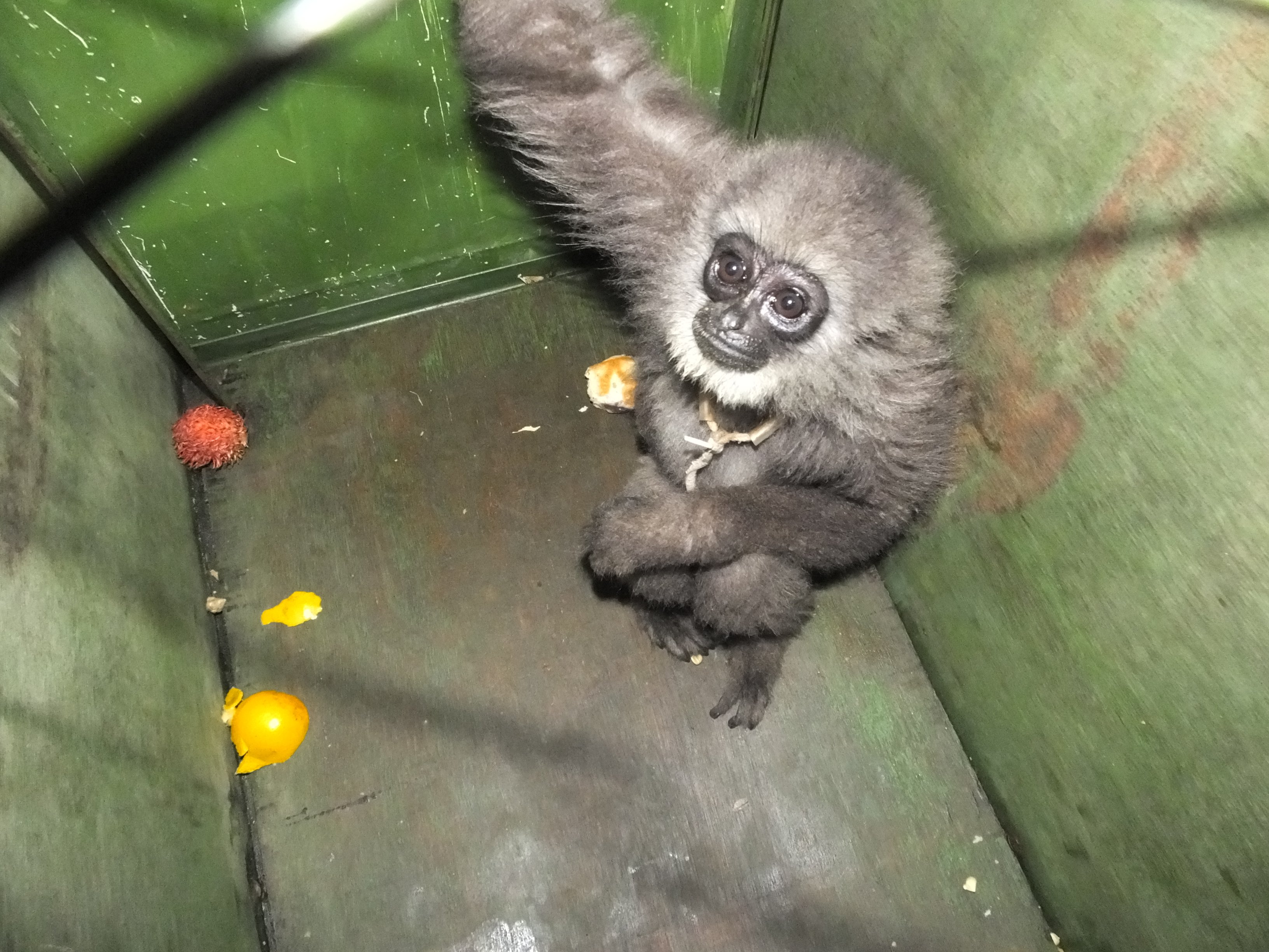 2020A-156 Java Rescued baby Javan gibbon The Aspinall Foundation