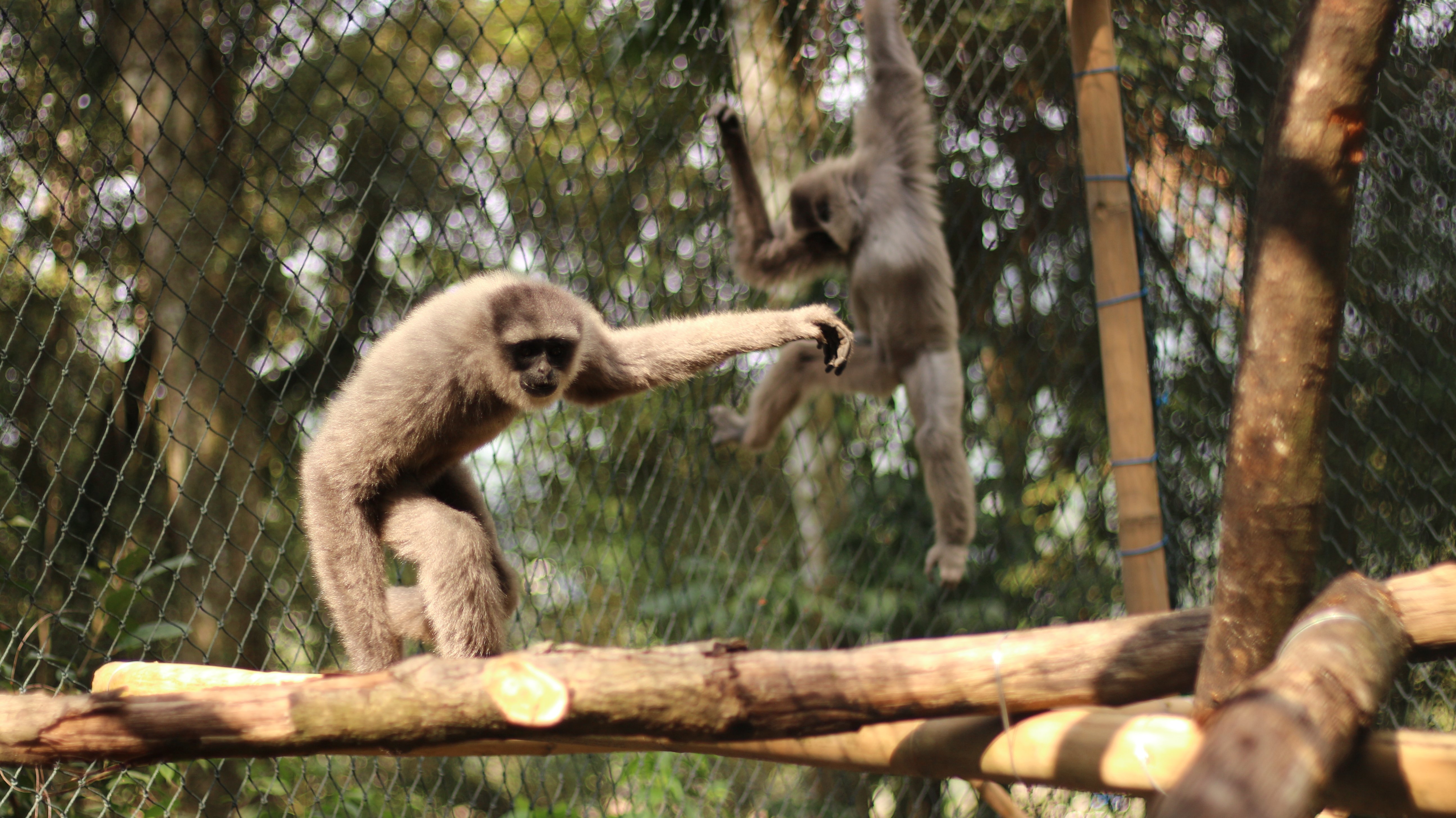 Java Gibbons Reinforcement of the Endangered Javan gibbon (Hylobates moloch ...