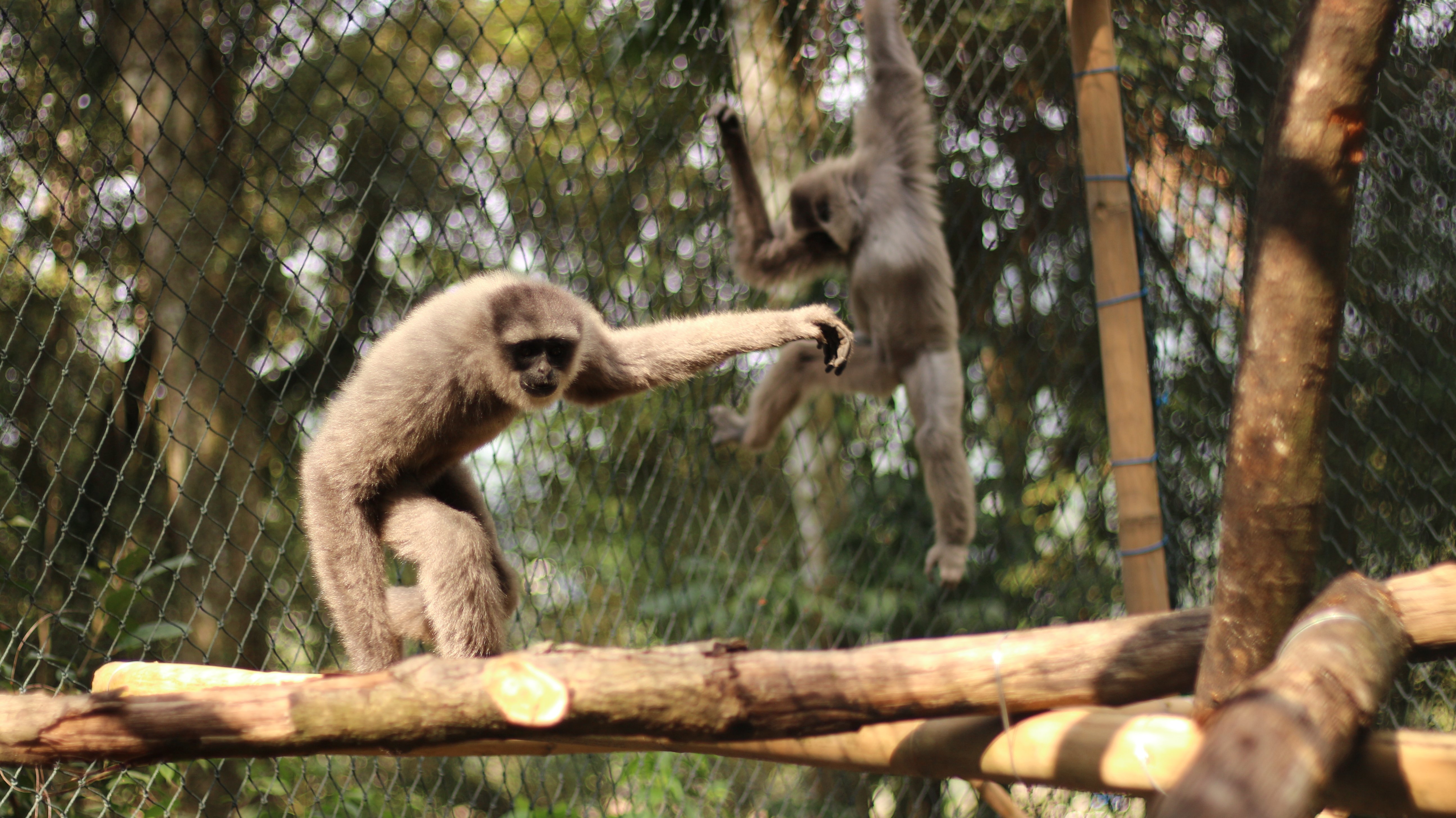 2020A-156 Java Successful pairing of Javan gibbons prior to release The Aspinall Foundation