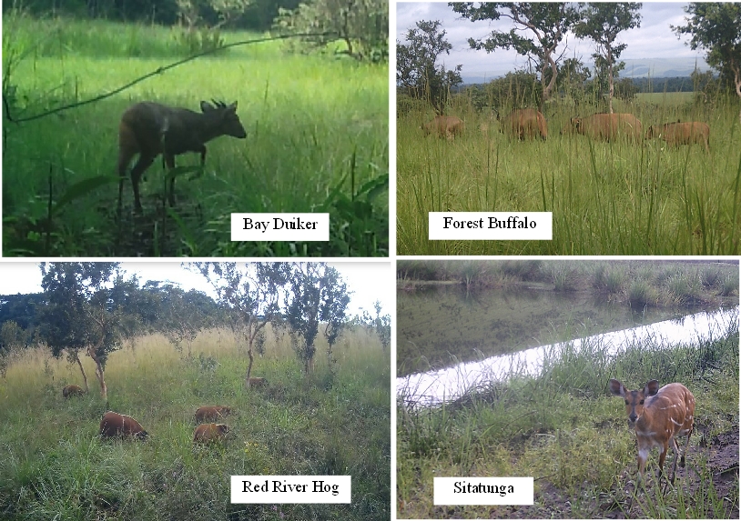 2020A-160 Congo Camera Trap Images 2020 & 2021