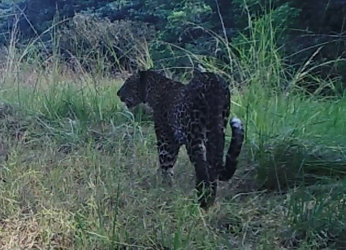 2020A-160 Congo Leopard Caught on Camera Trap 09.09.20