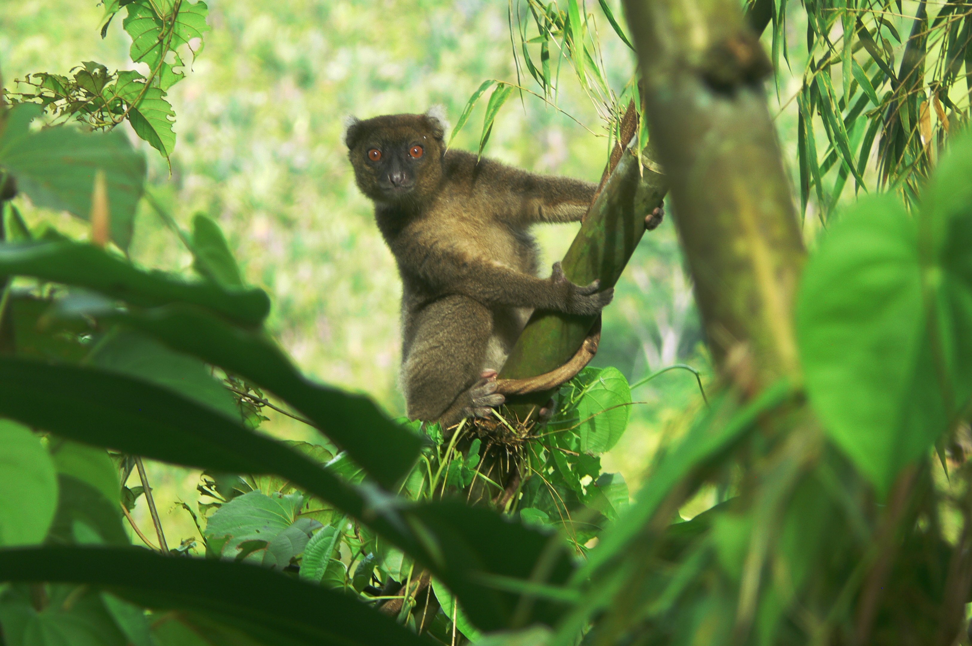 2020A-135 Prolemur simus - © Randriahaingo