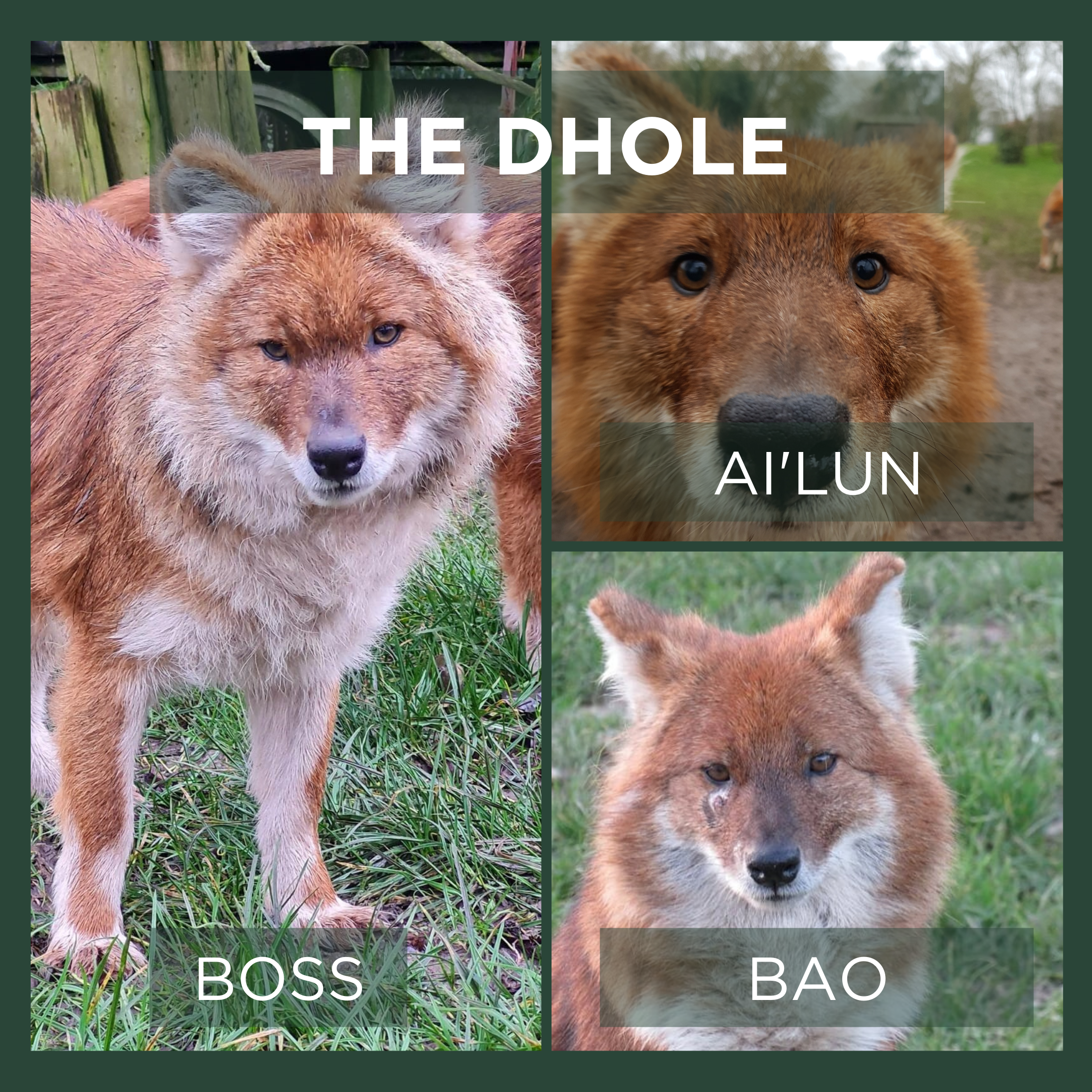 DHOLE