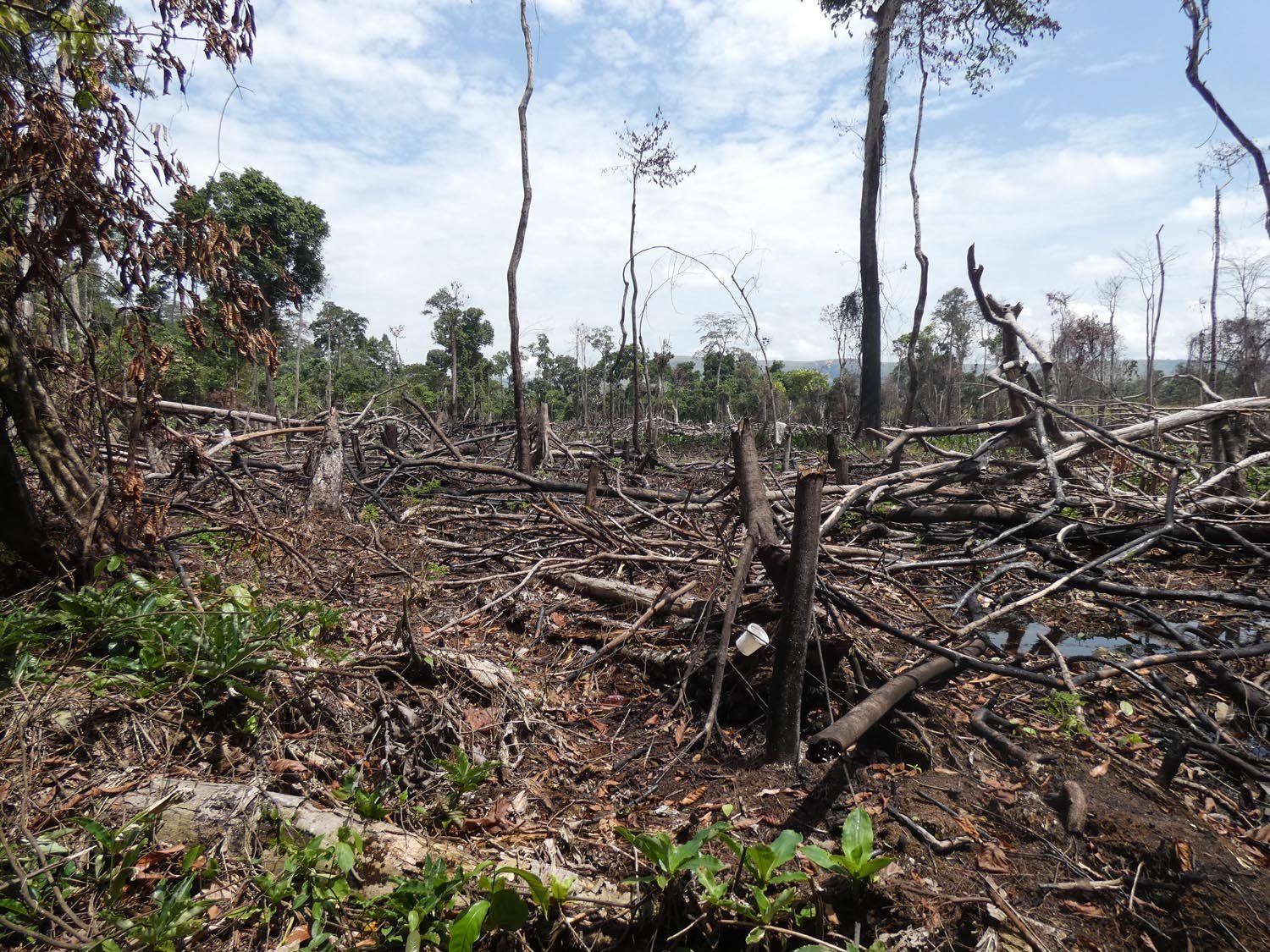 Destruction of forest area