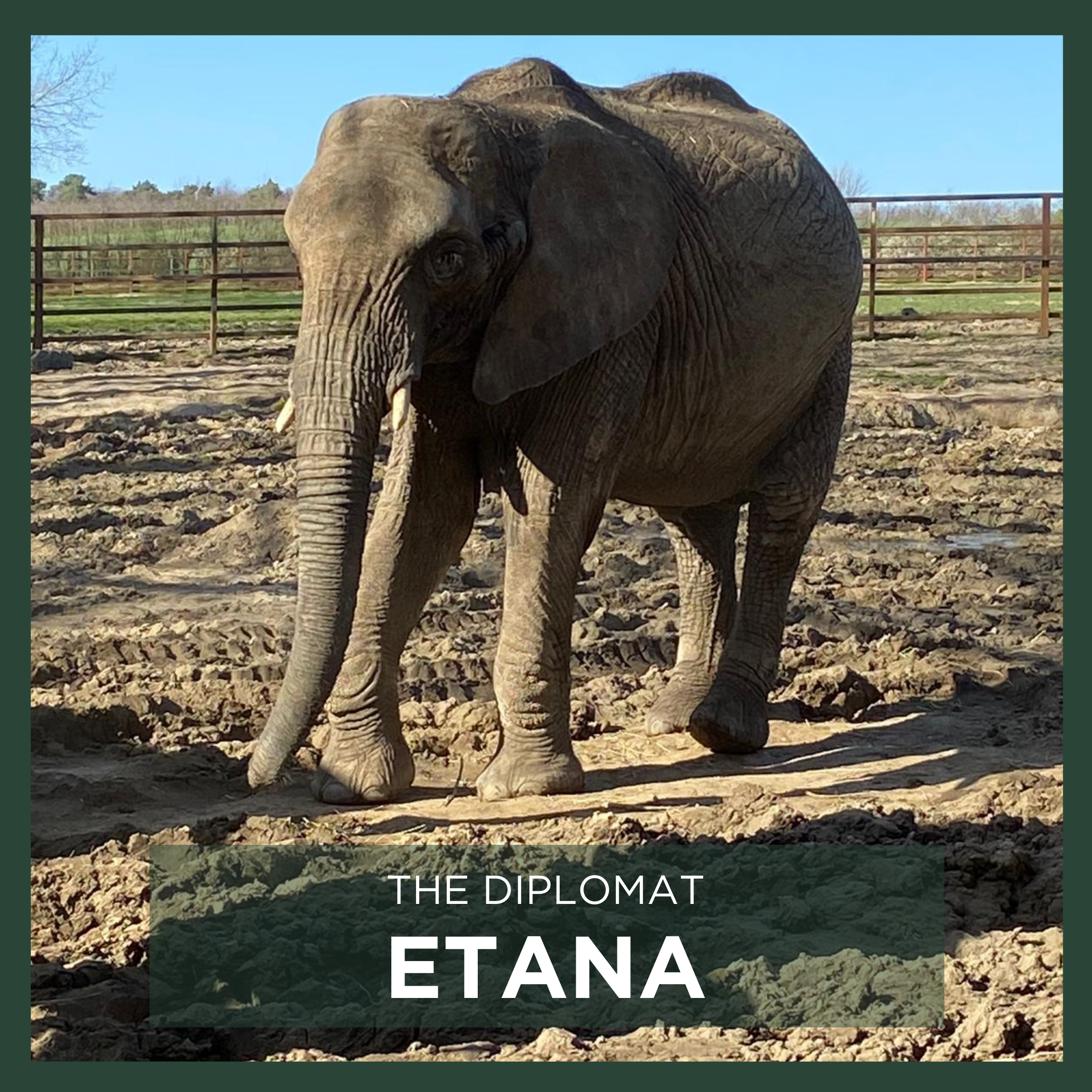 ETANA