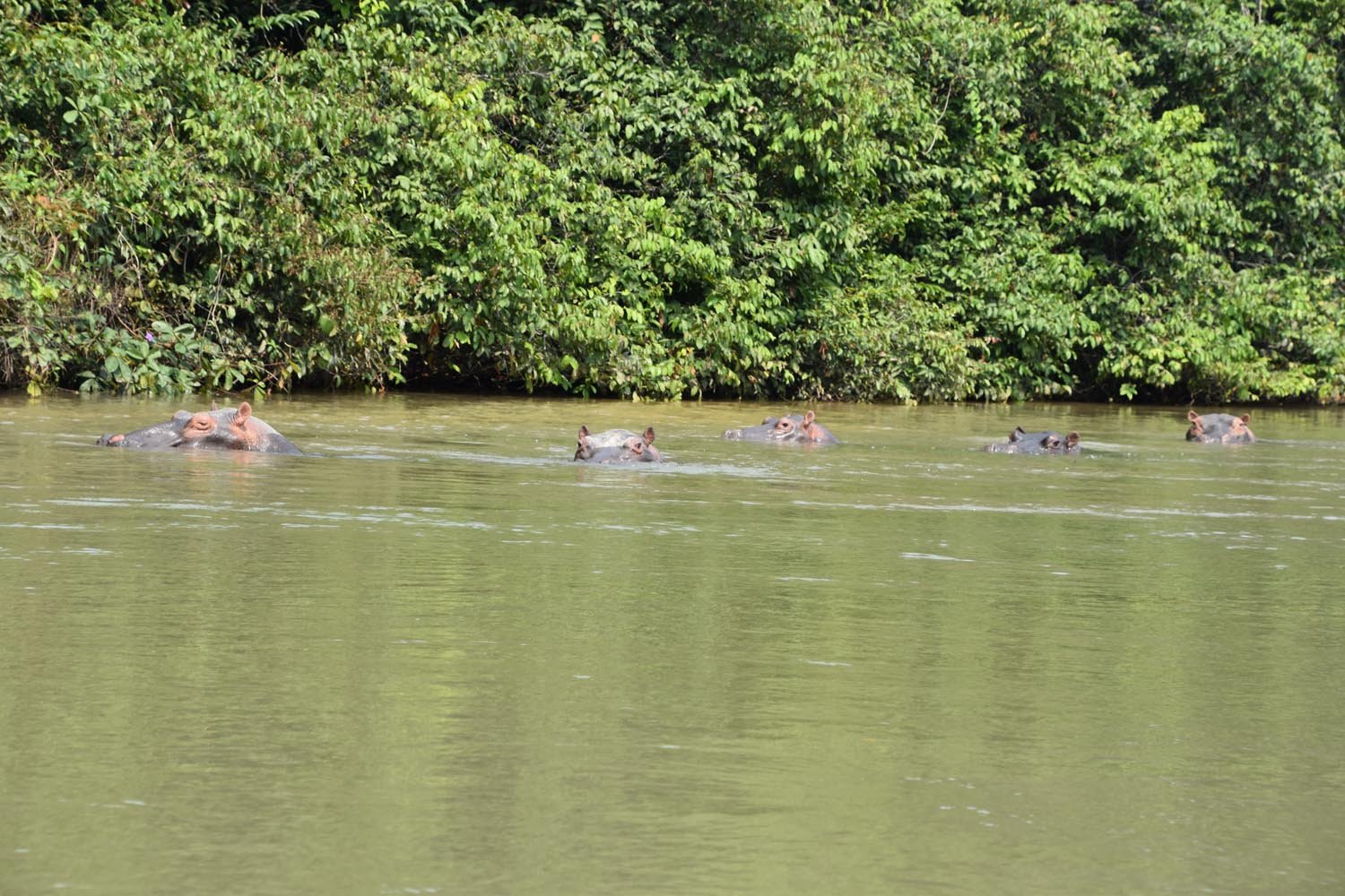 Hippos are now seen in larger numbers in the rivers of Lésio-Louna reserve
