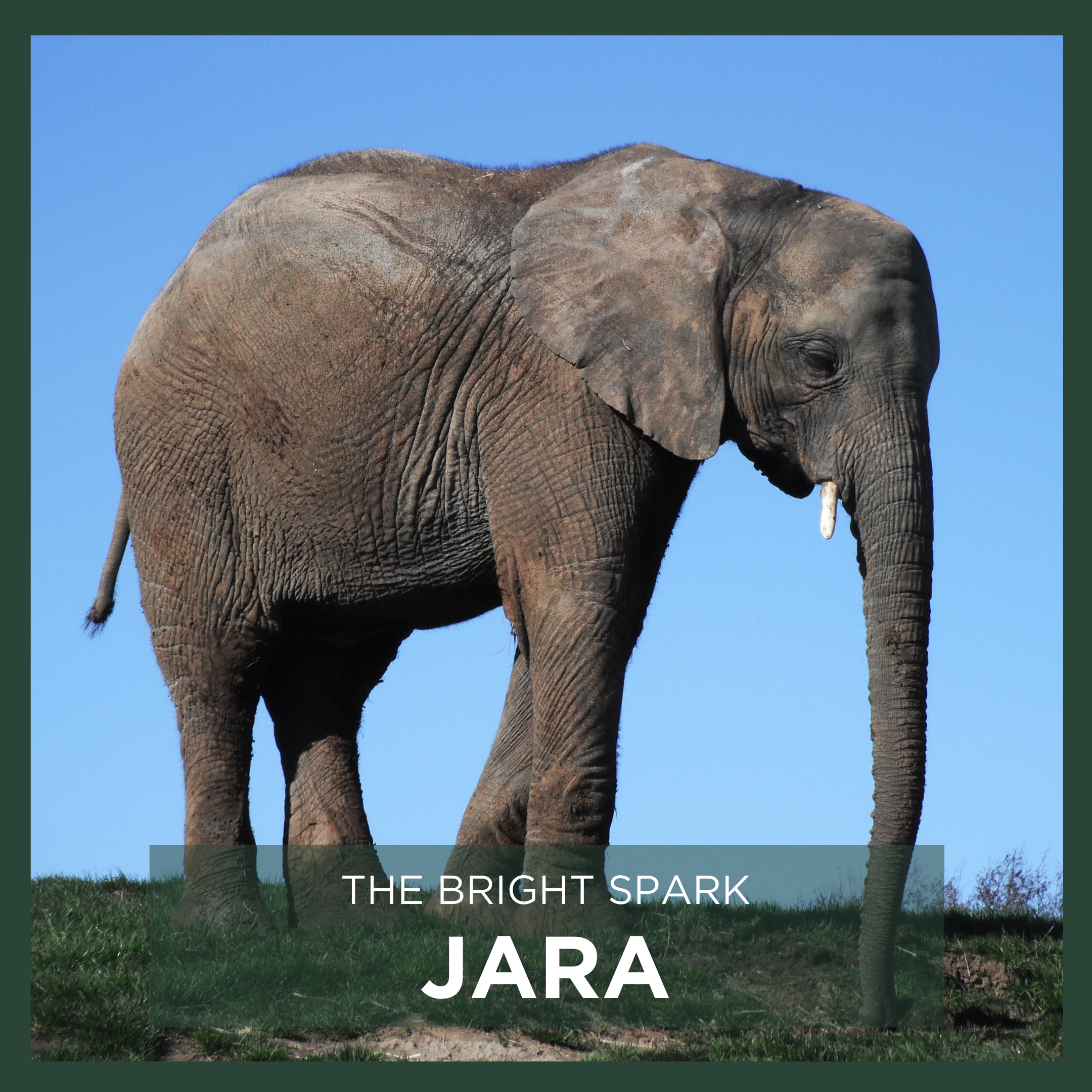 JARA