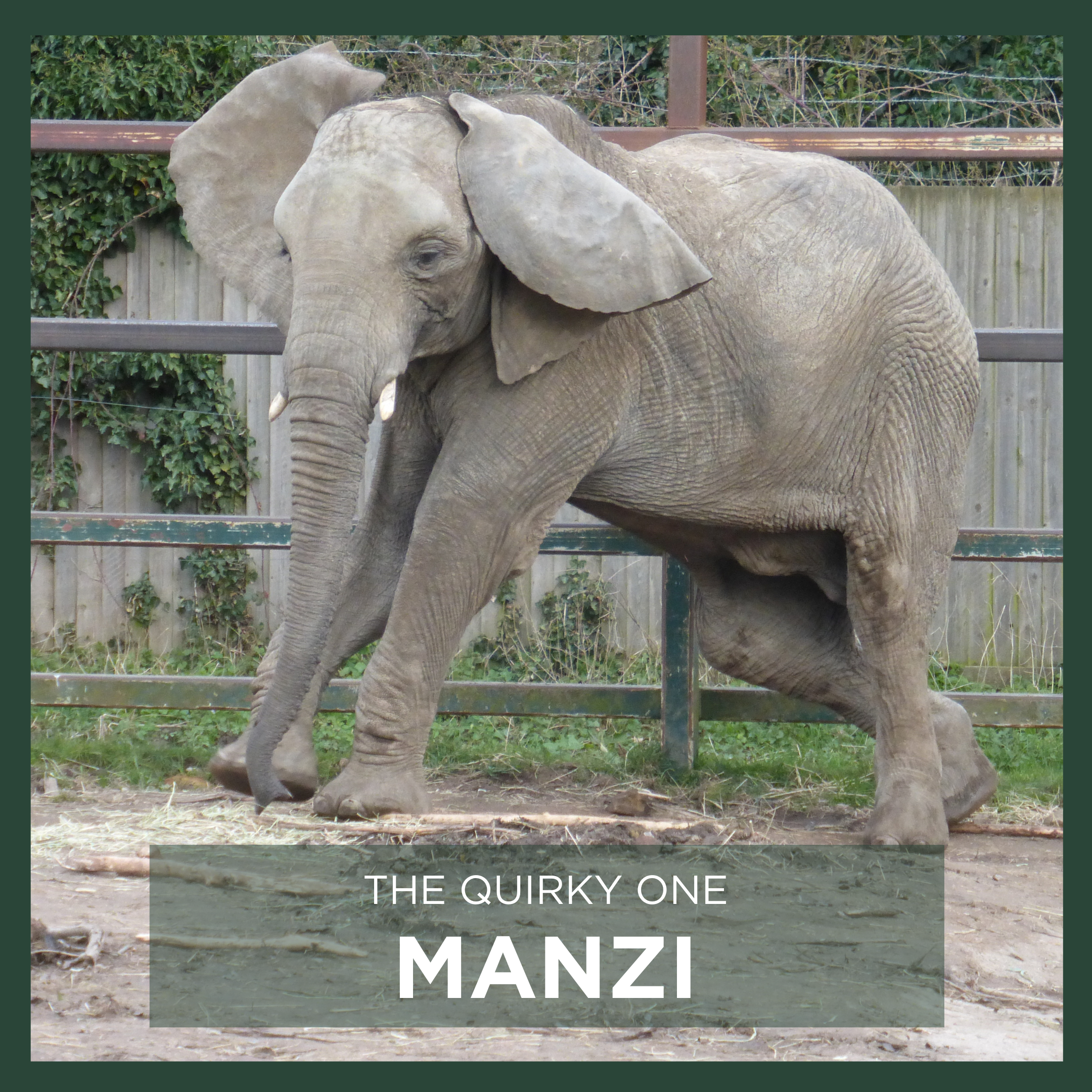 MANZI