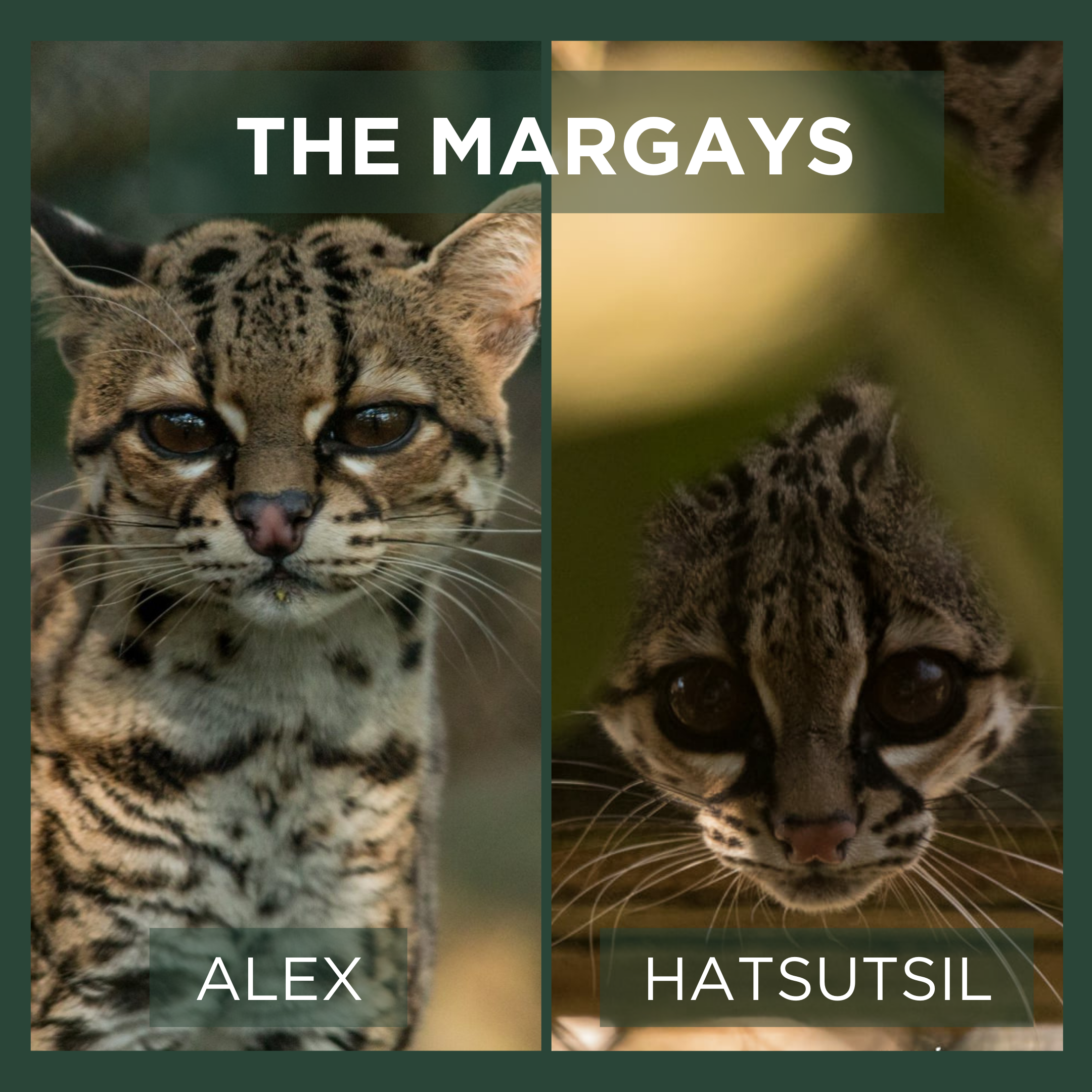 MARGAYS