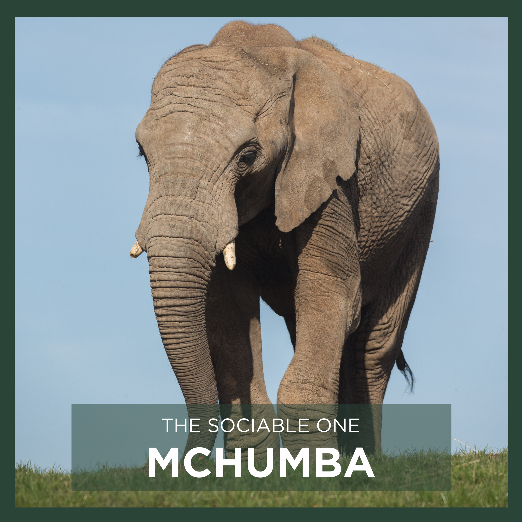 MCHUMBA