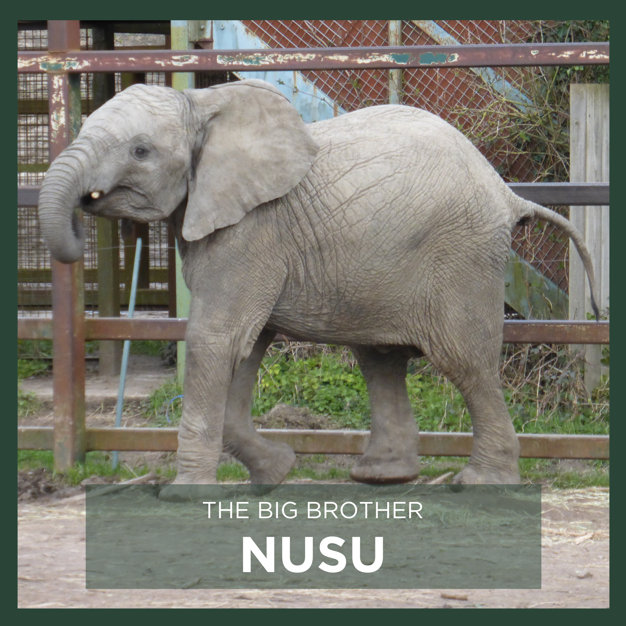 NUSU