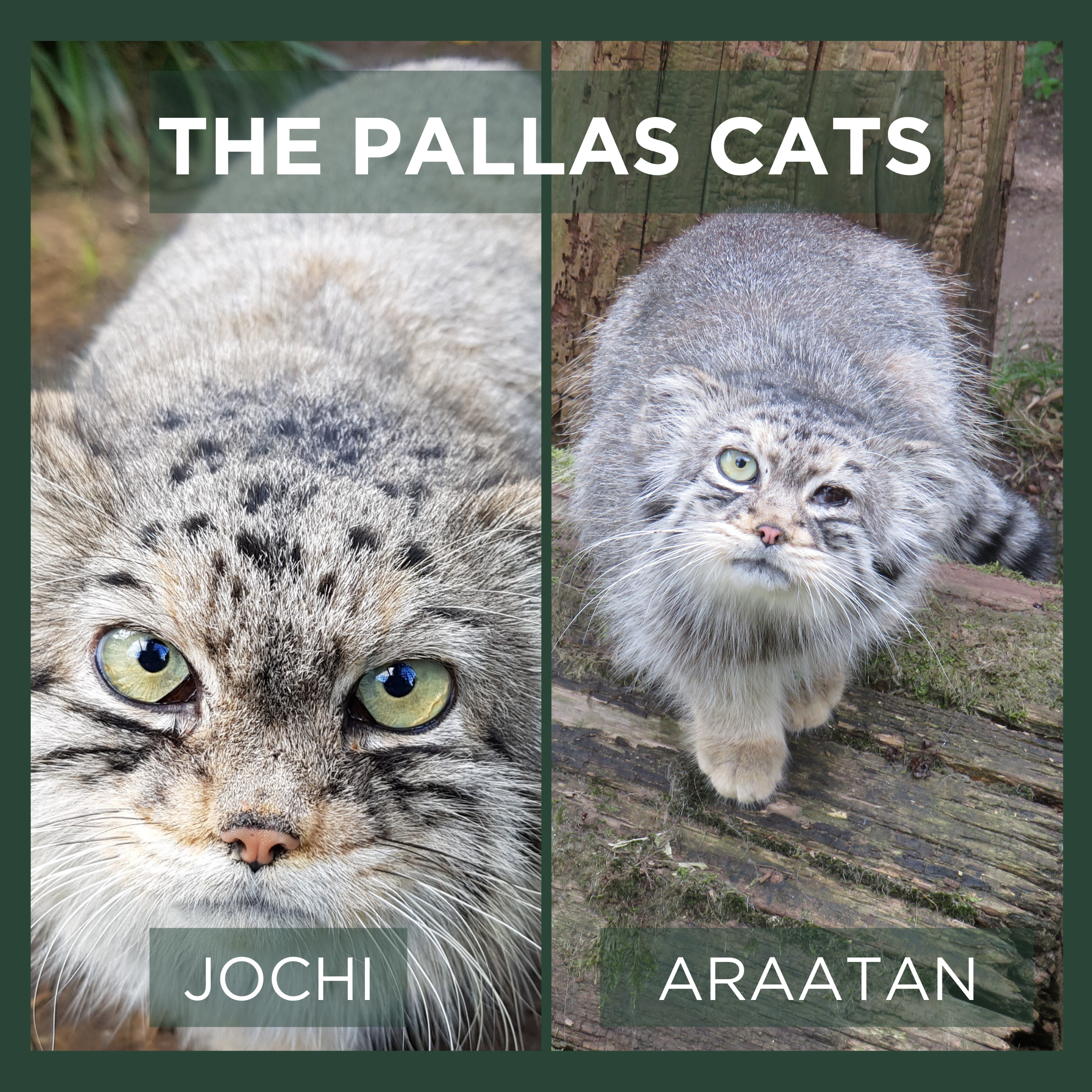 PALLAS CATS
