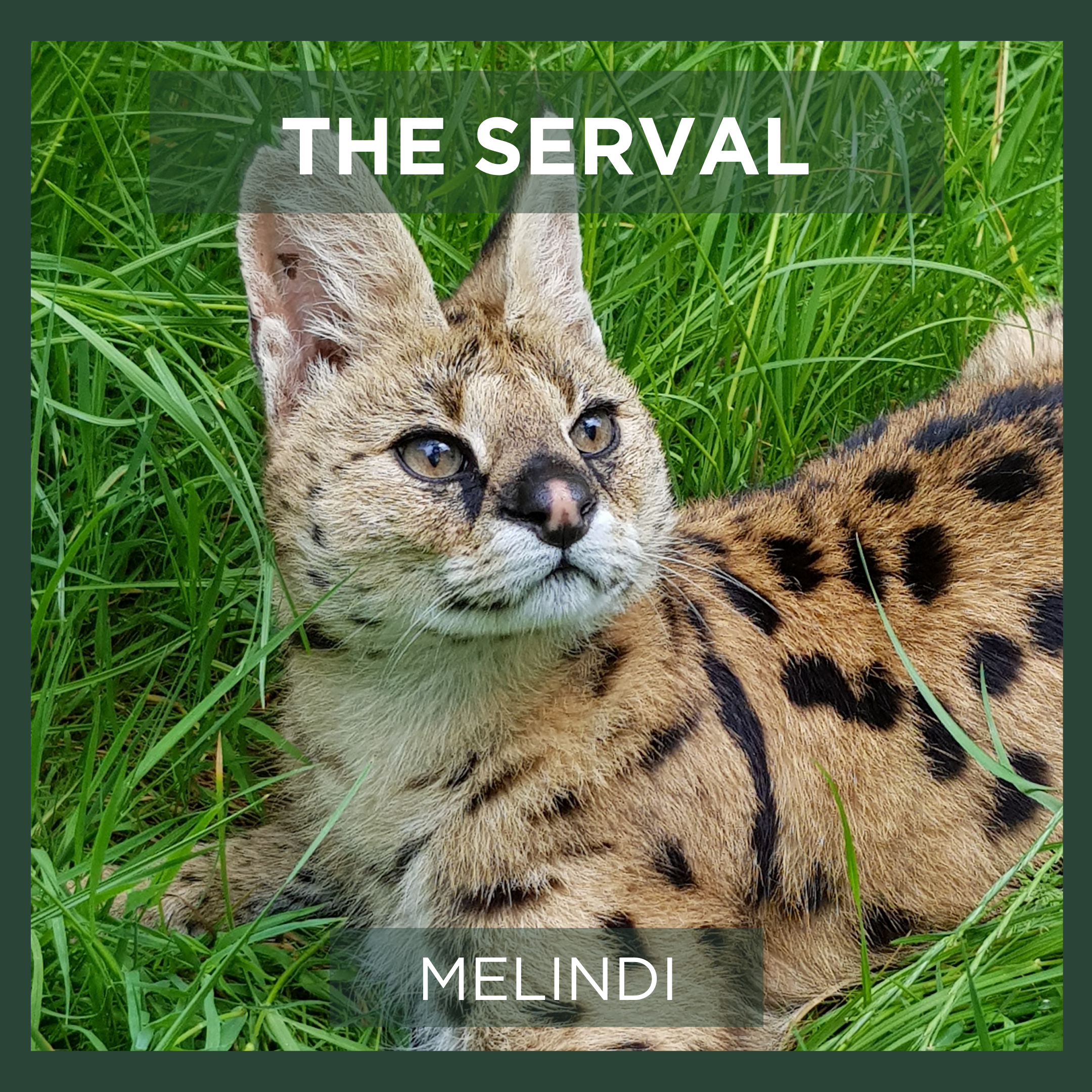 SERVAL