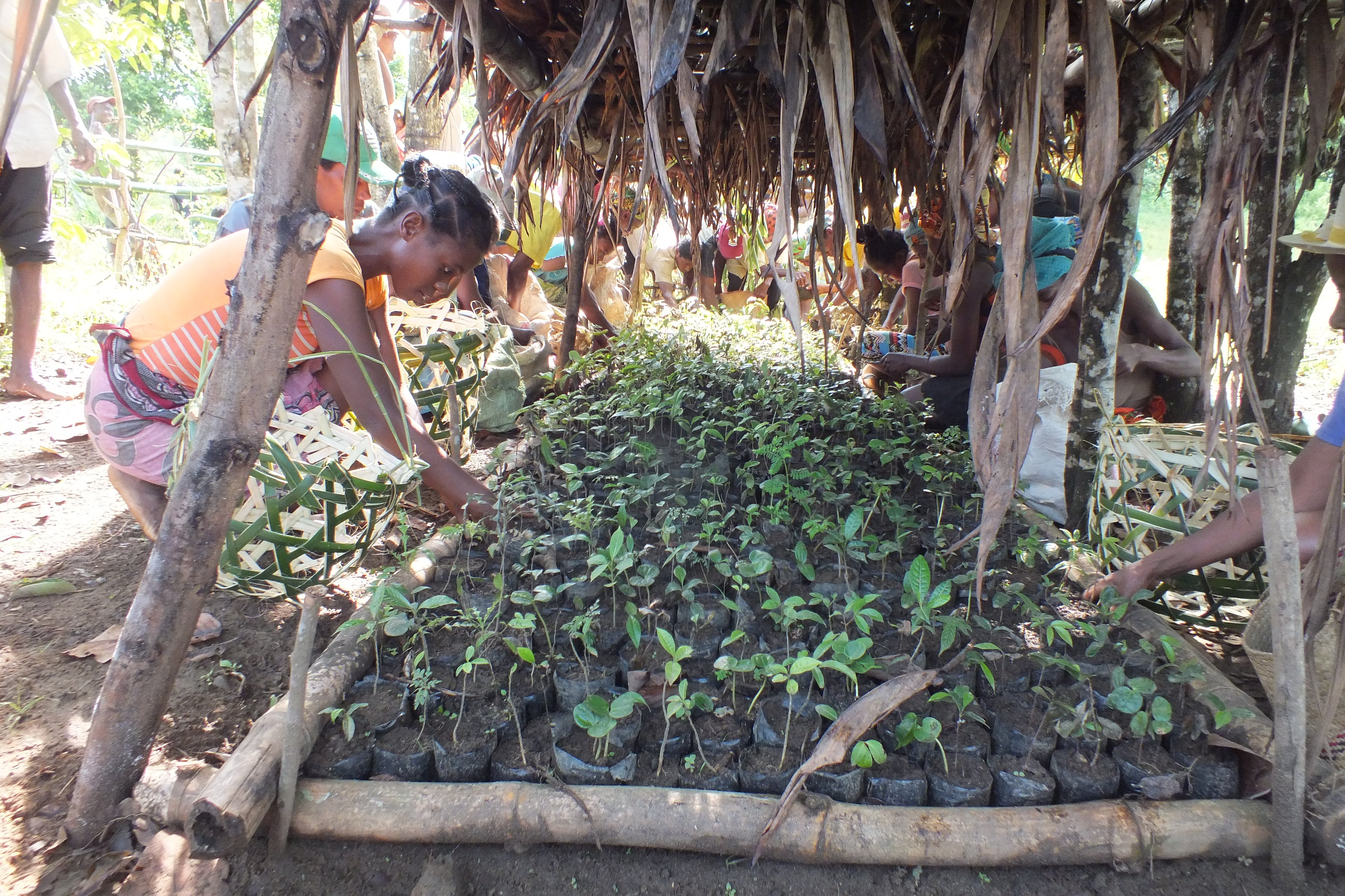 SOS 2020A-135 Reforestation at Lanonana - Preparing sapling - Haingo