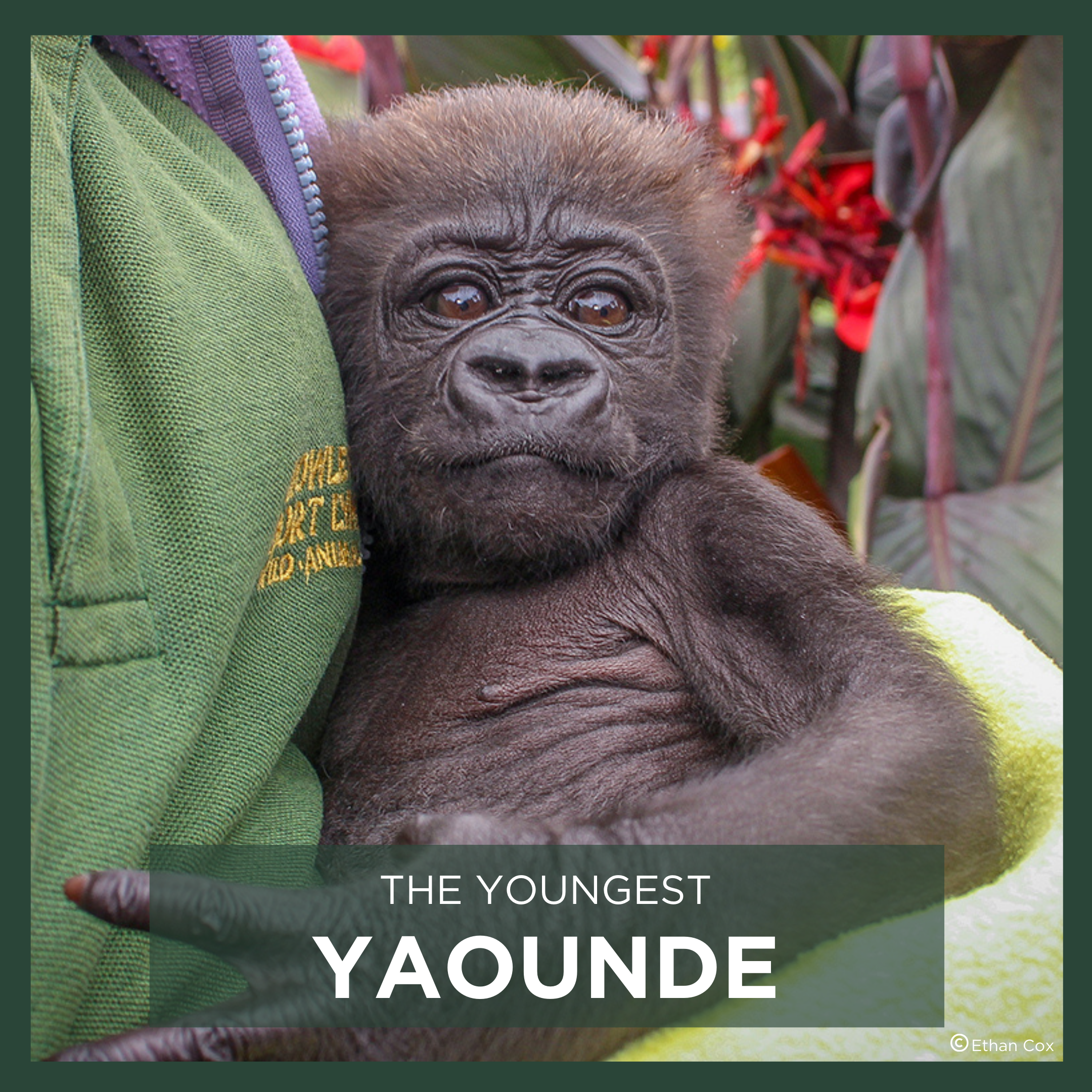 YAOUNDE