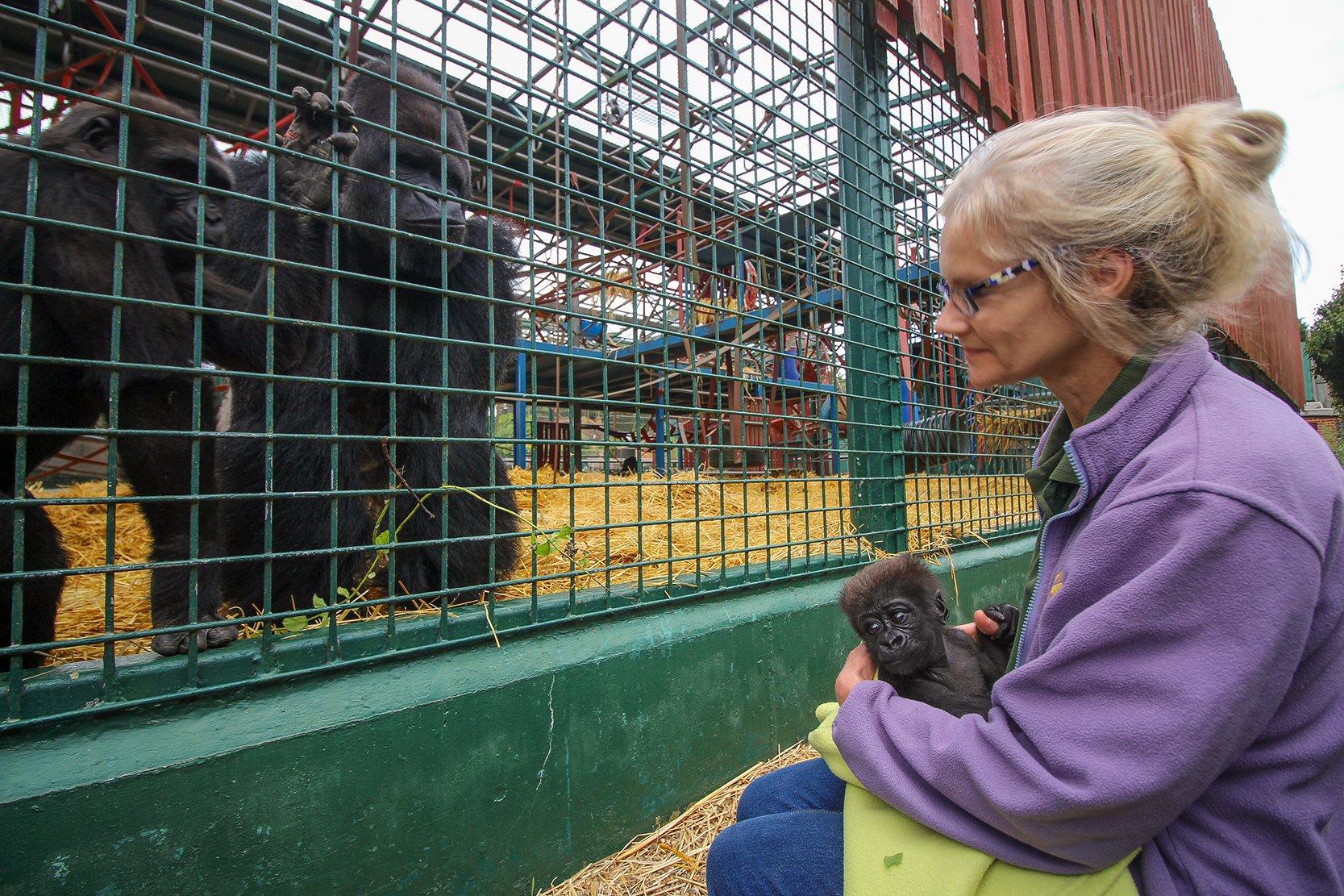 Yaounde is introduced to her grandfather Djanghou and auntie Soundi at Howletts Wild Animal Park