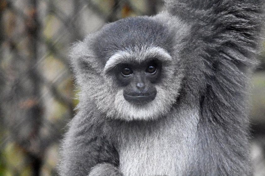 2020A-156 Daisy (UK gibbon)