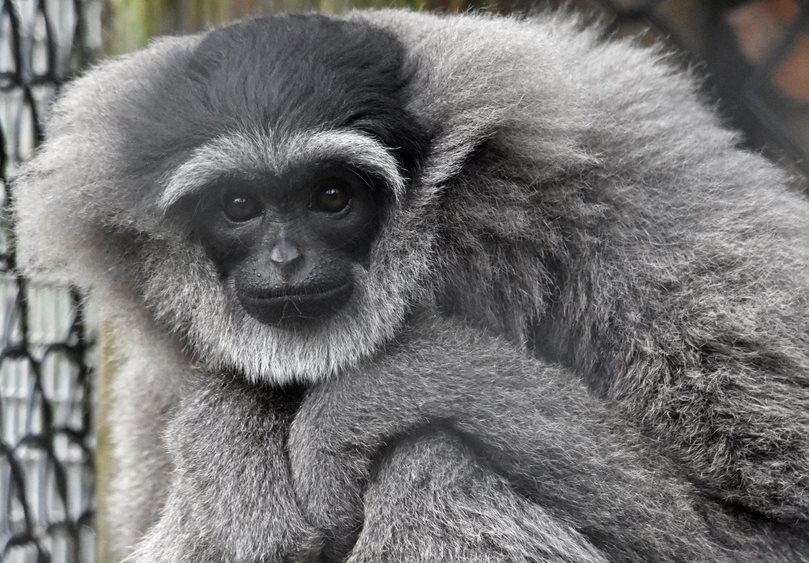 2020A-156 Iya (UK gibbon)