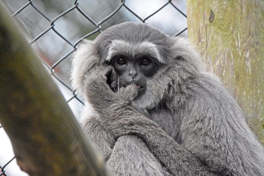 2020A-156 Sigit (UK gibbon)