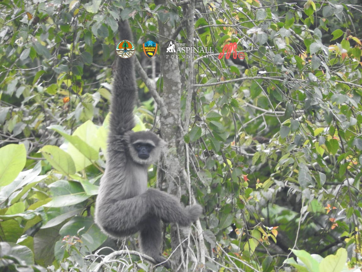 2020A-156 gibbon in the wild