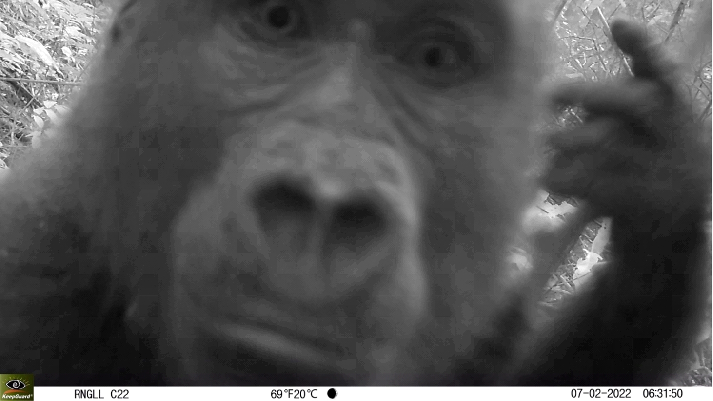 2020A-160 A Young Gorilla Inspects One of our Camera Traps 7 February 2022