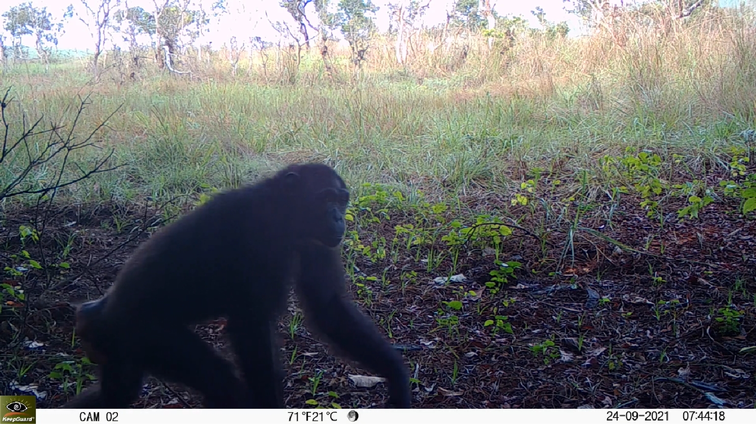 2020A-160 Female Chimpanzee Caught on Camera Trap 24 Sept 2021