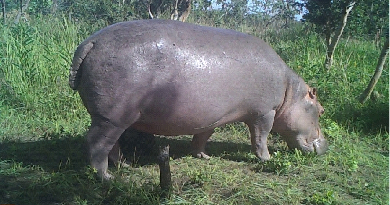 2020A-160 Hippopotamus photographed by the patrol team December 2021