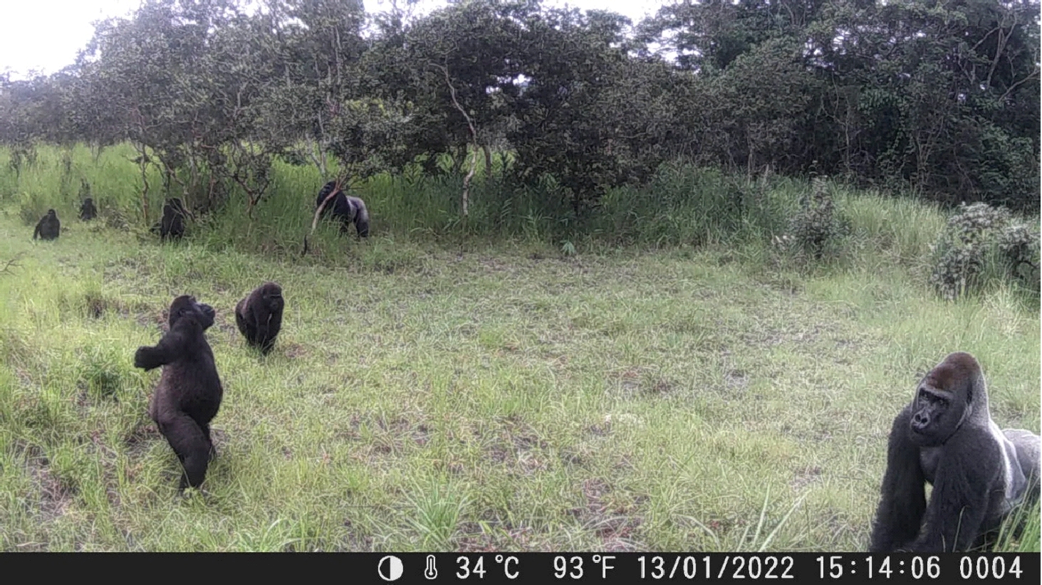 2020A-160 Makouas Troop Caught on Camera Trap 13 Jan 2022