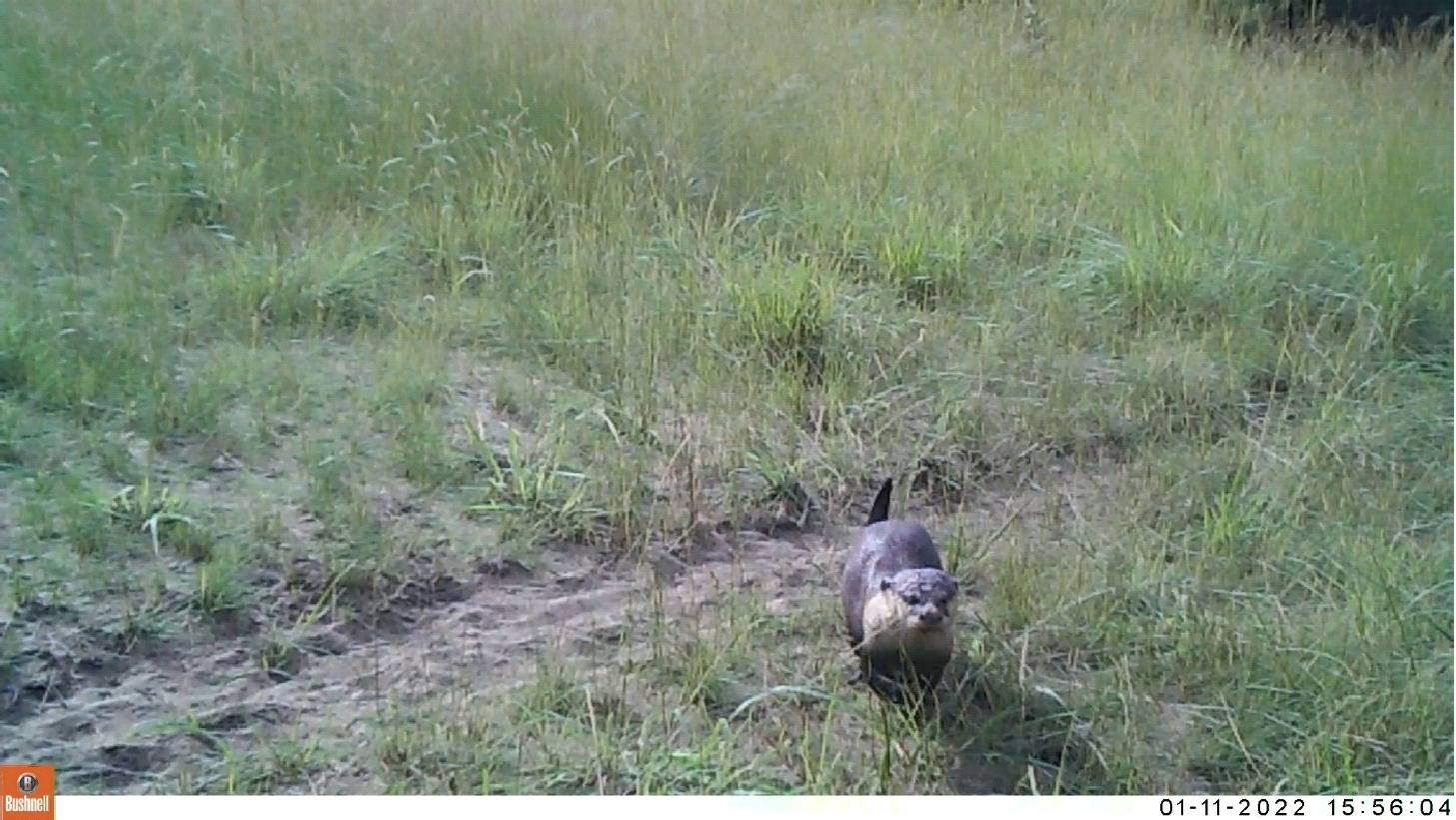 2020A-160 White Cheeked Otter Caught on Camera Trap 11 Jan 2022