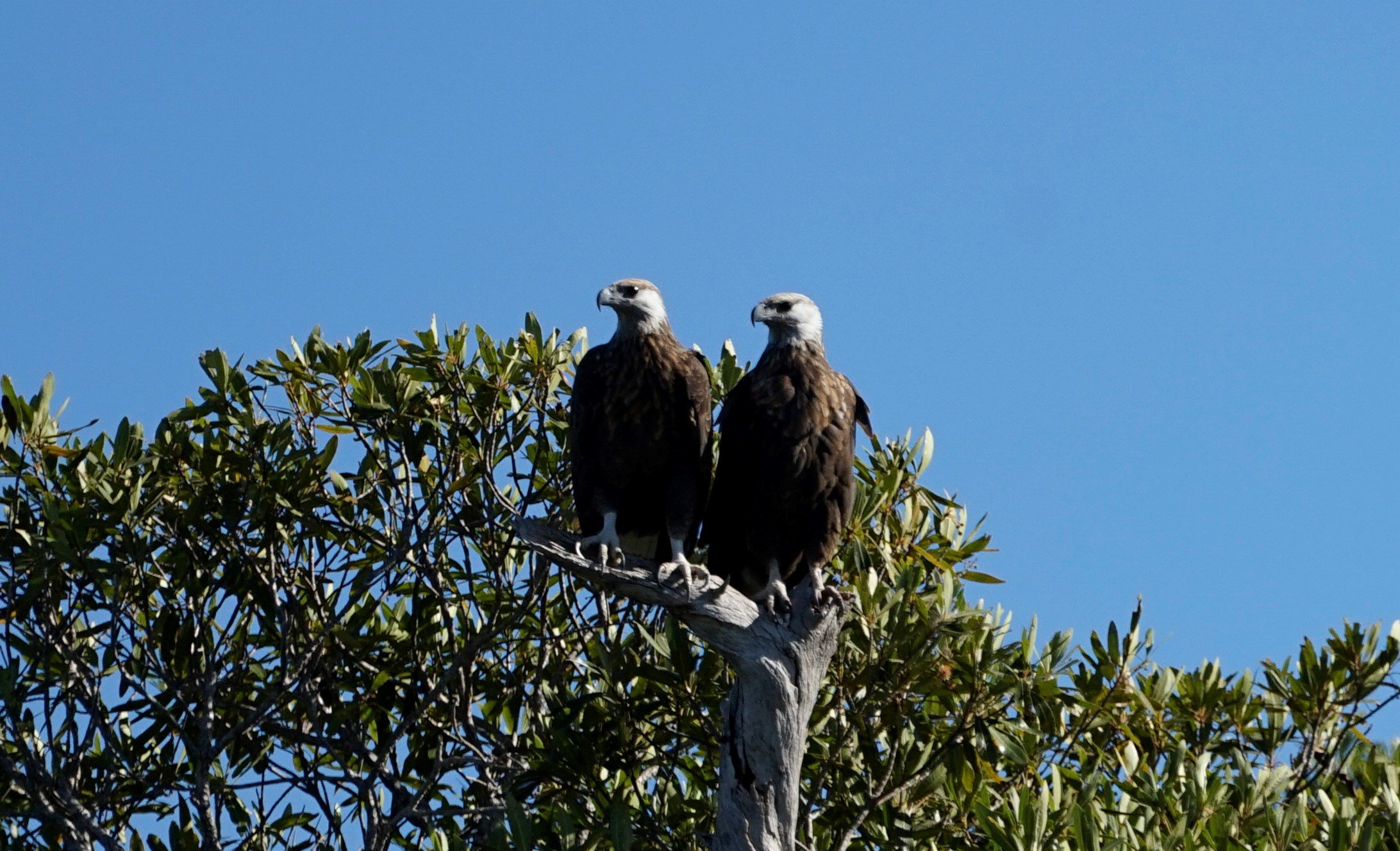A pair of fish-eagles