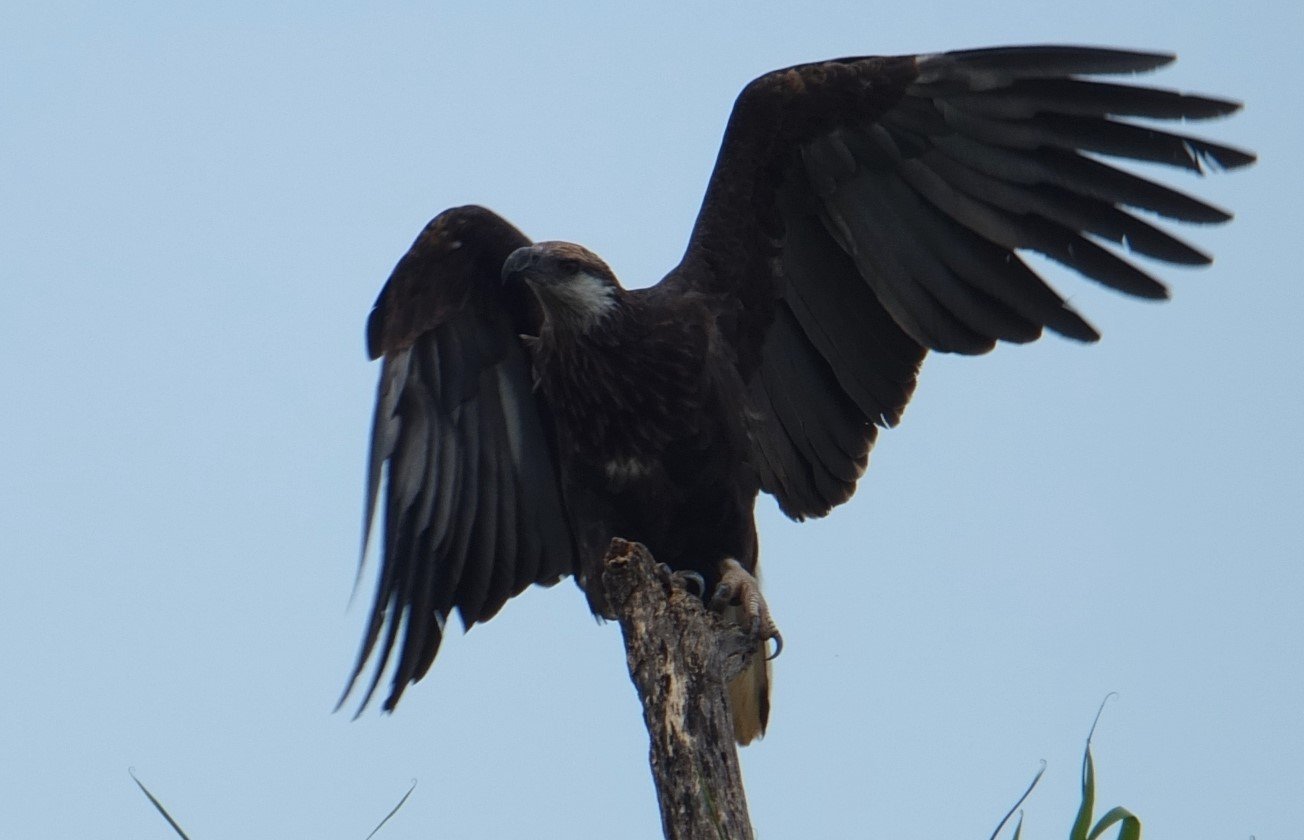 Aspinall 2019 09 fish eagle by Lucien Randrianarimanana