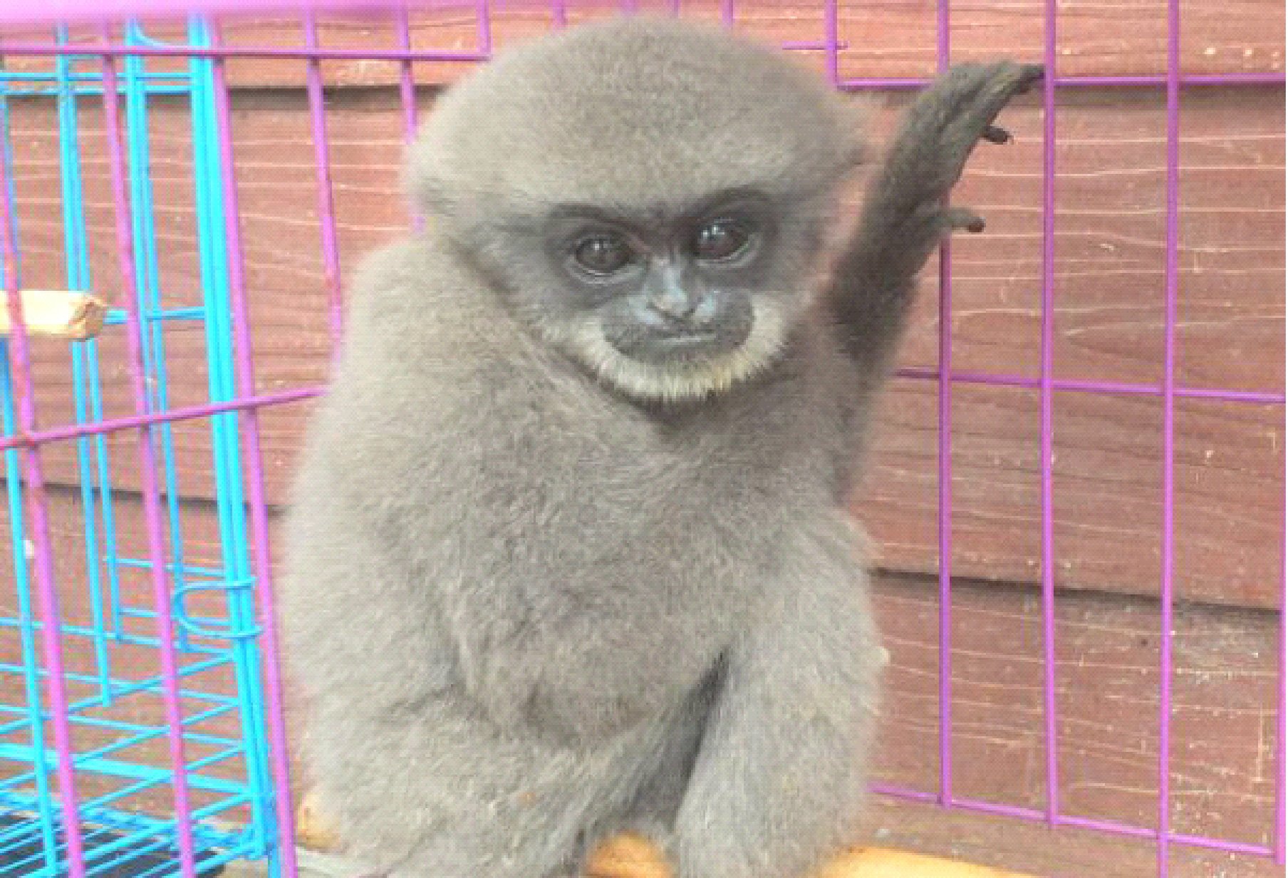 Baby-Gibbon-Krisna-rescued-Apr-22_2