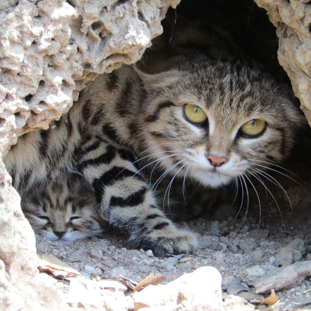 Black footed cat 1