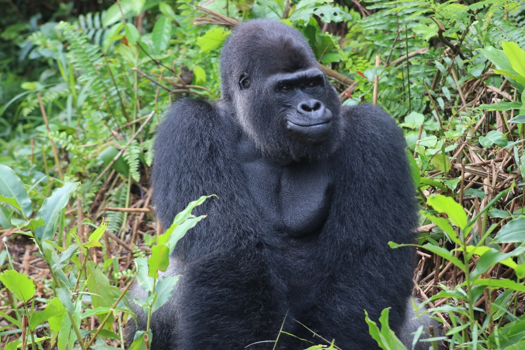 Djala_MAY22