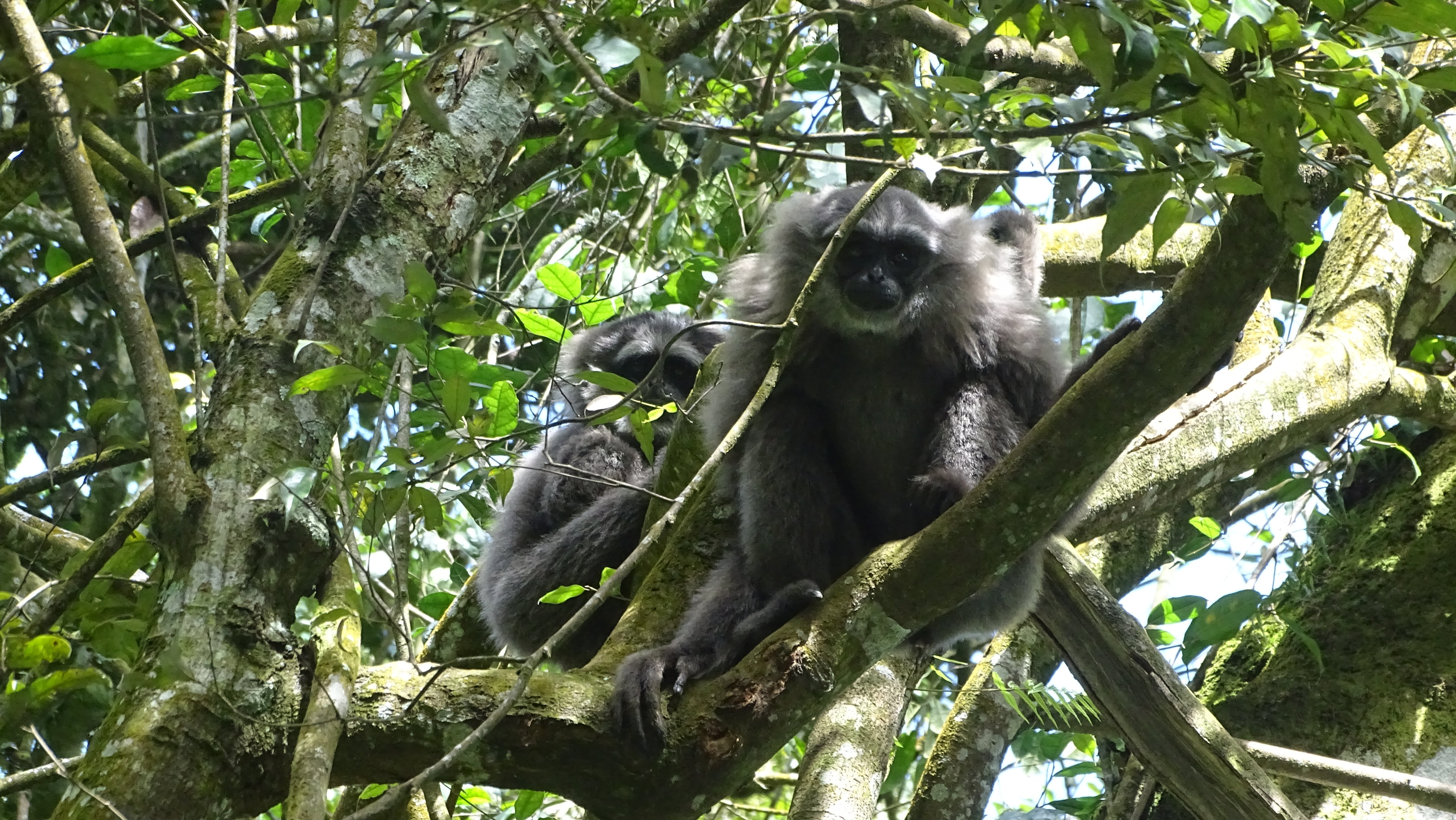 Goku with wild male gibbon Feb 2022