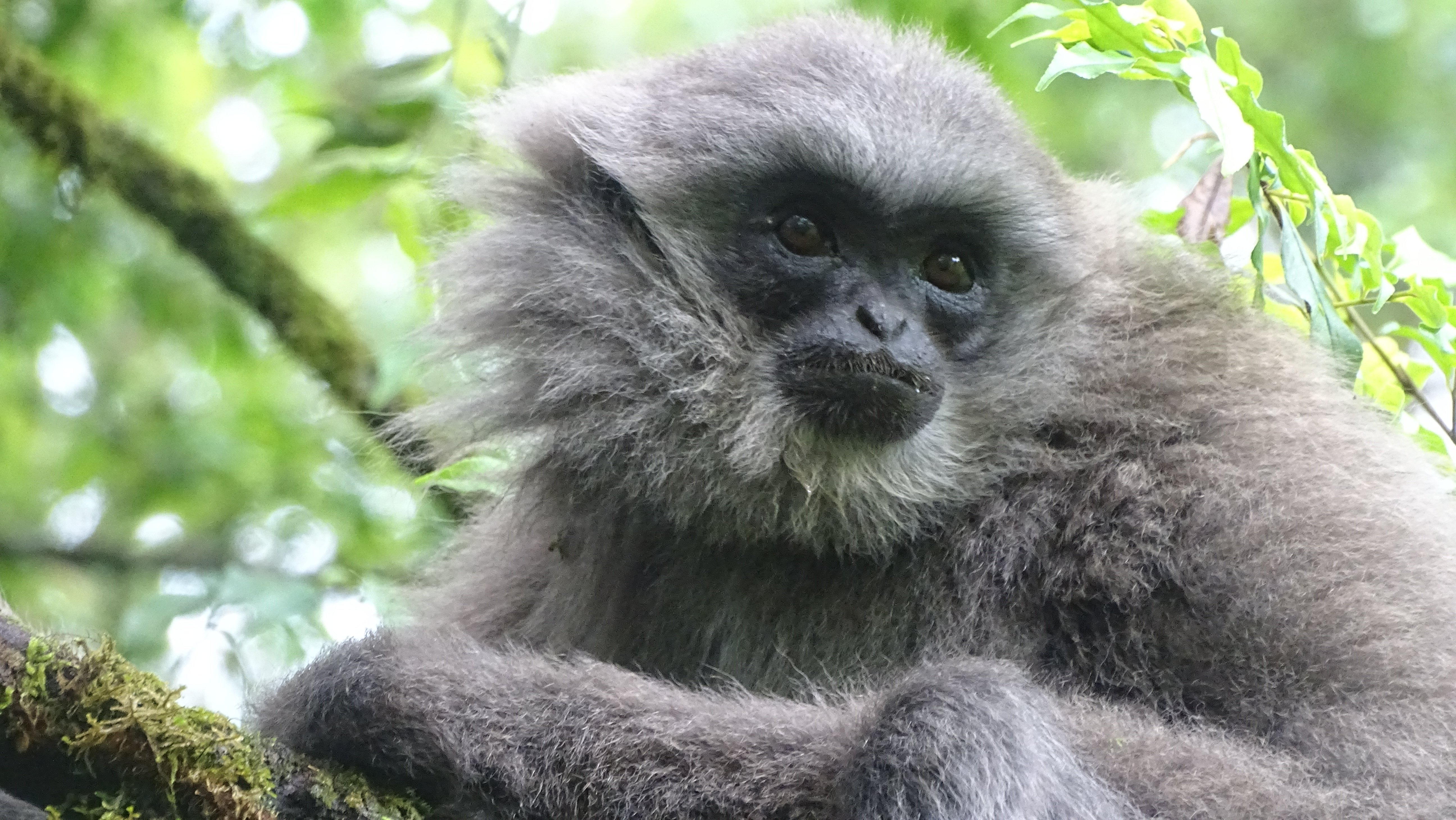 Javan gibbon