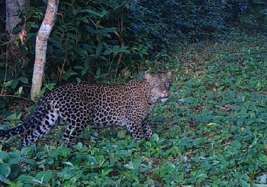 Leopard caught on camera trap December 2021  © The Aspinall Foundation