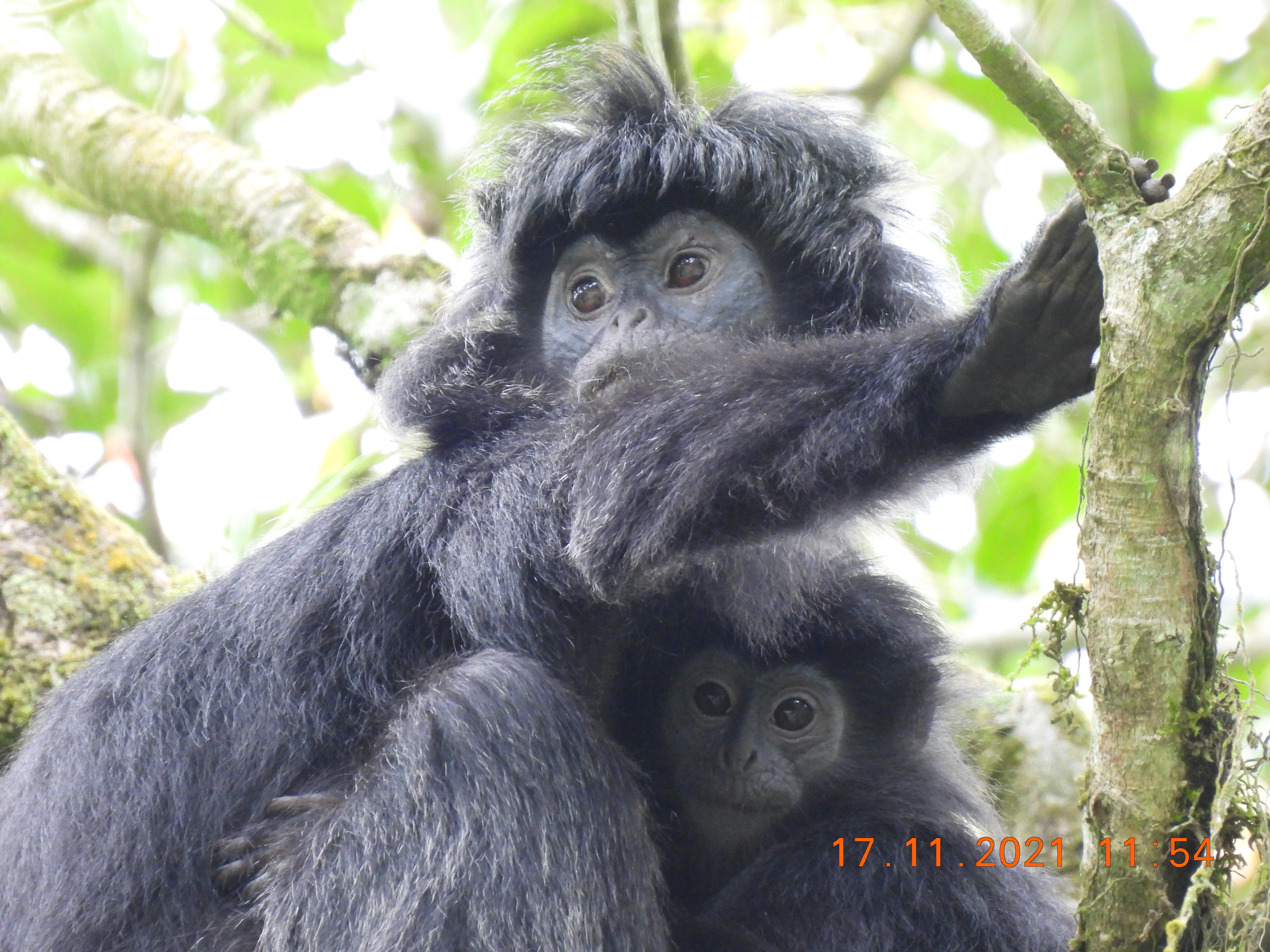 Mother & Baby Nunuks group in release site