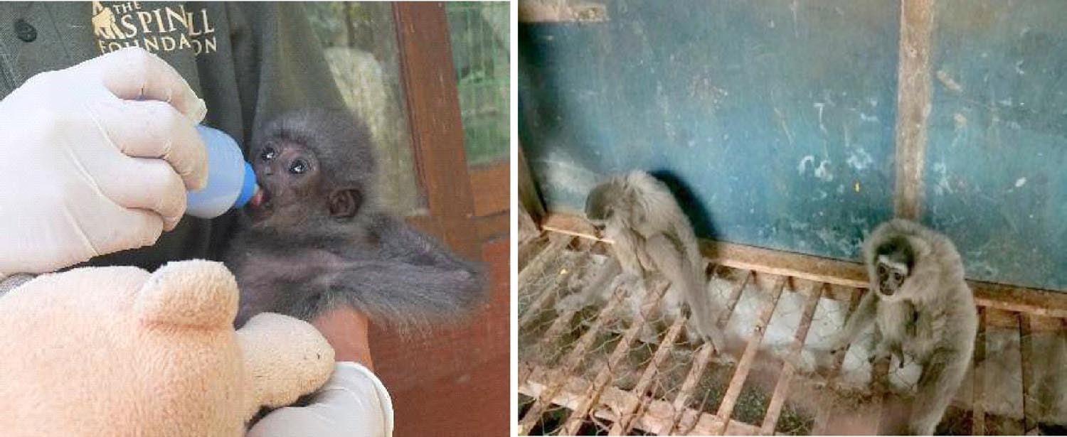 Rescued Gibbons