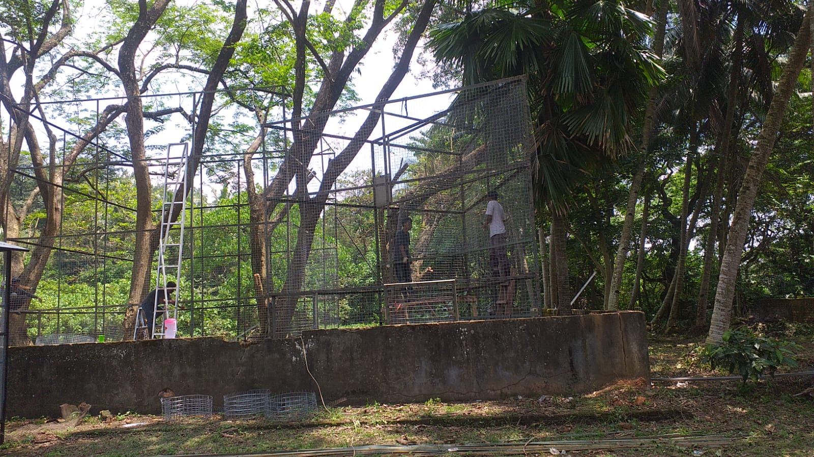 Siamang building enclosures 2022-09-17 (3)