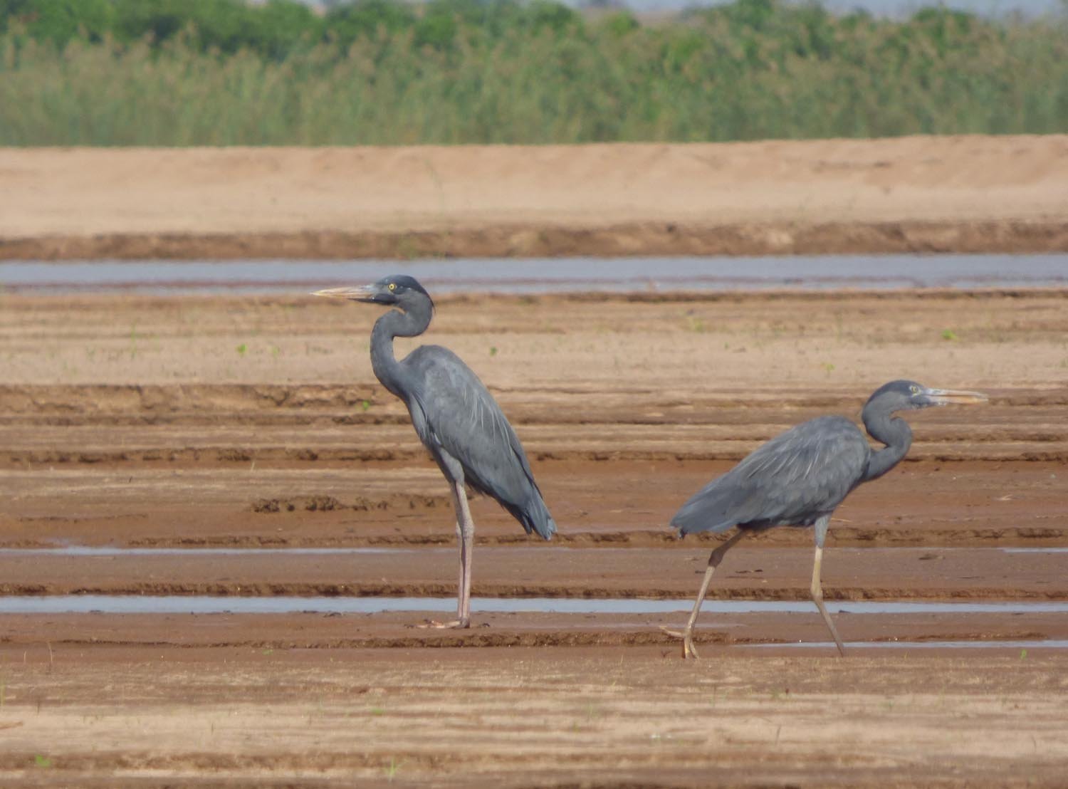 1905 20c Madagascar herons on Ikopa River Tony King (70b)