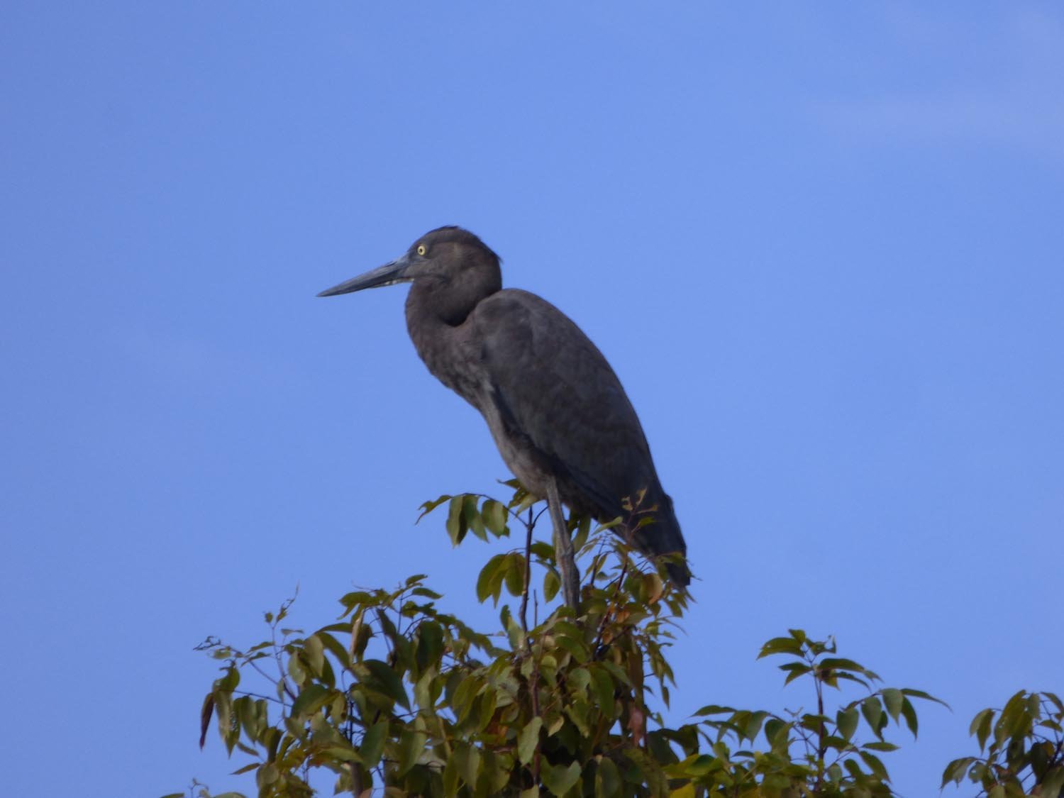 1905 20e Madagascar heron Tony King (48)